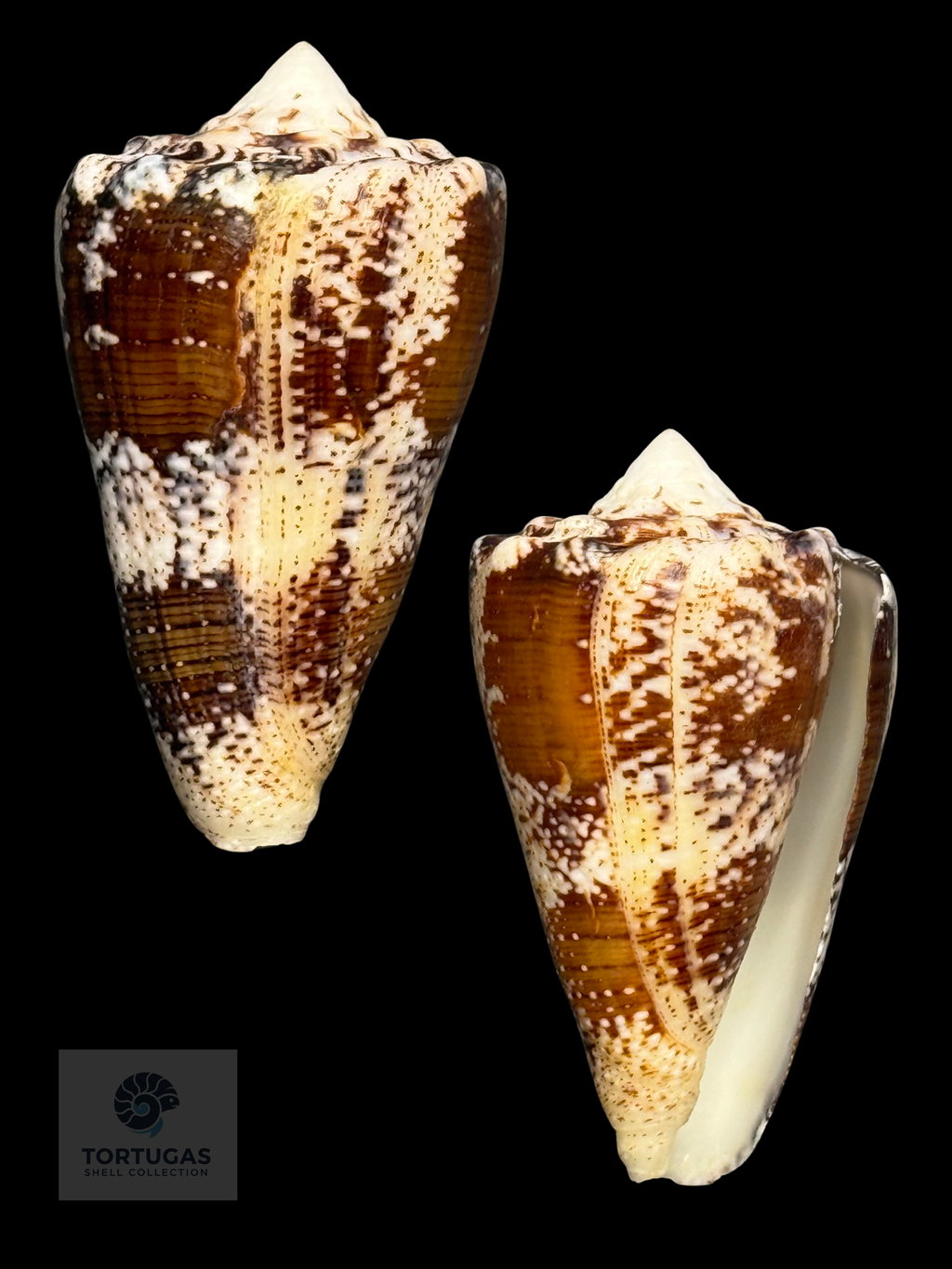 Conus regius 60.9mm LARGE TSC #1029