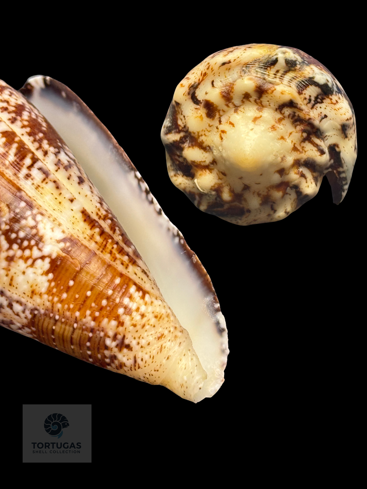 Conus regius 60.9mm LARGE TSC #1029