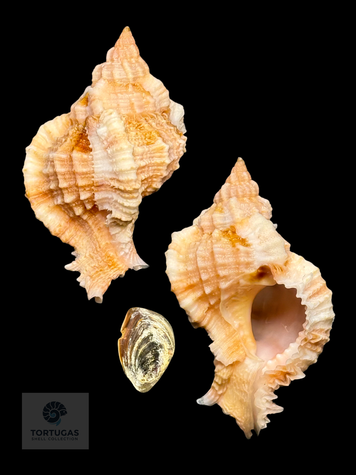 Phyllonotus whymani 43.5mm w/o TSC #1092