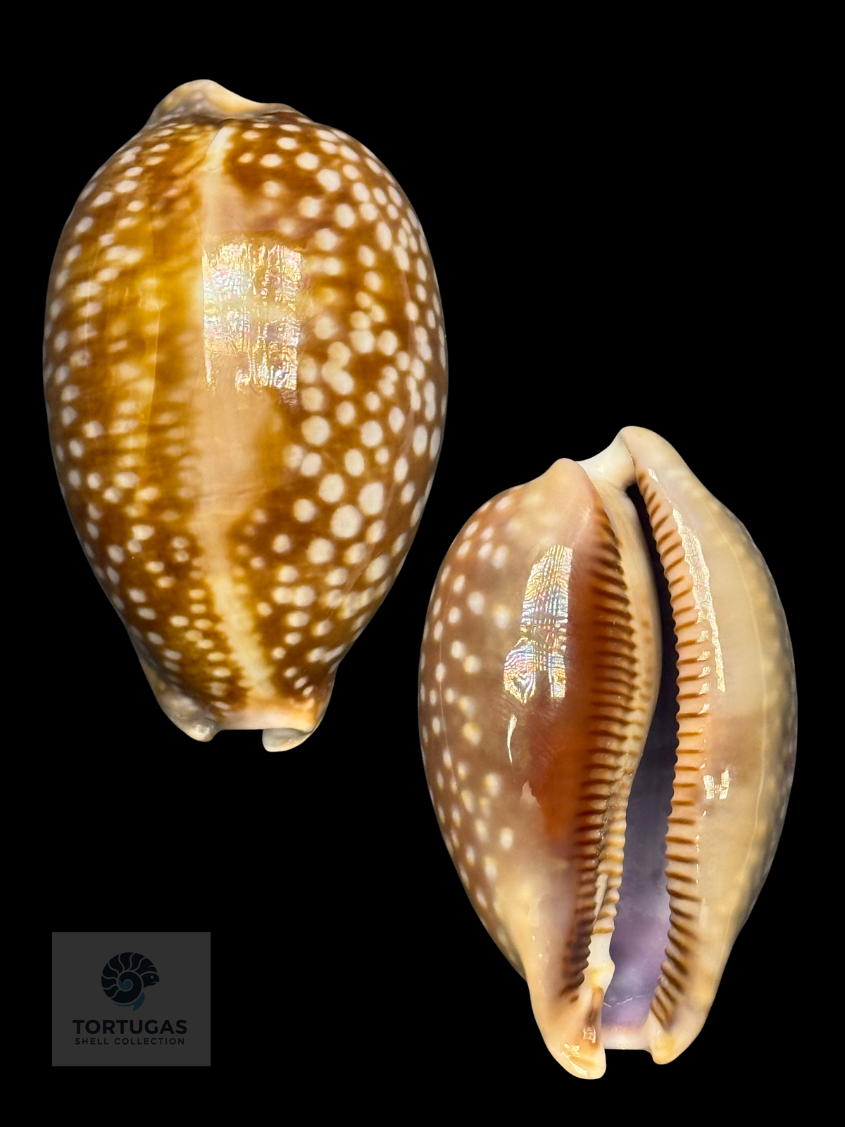 Macrocypraea cervus 73.9mm Key West FL TSC #0705
