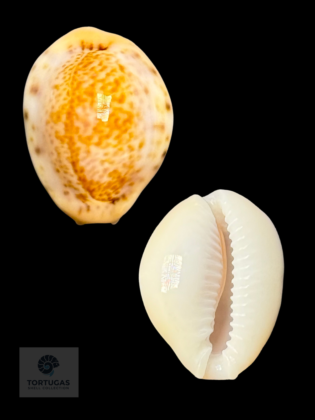 Naria acicularis 22.2mm Dry Tortugas TSC #0954