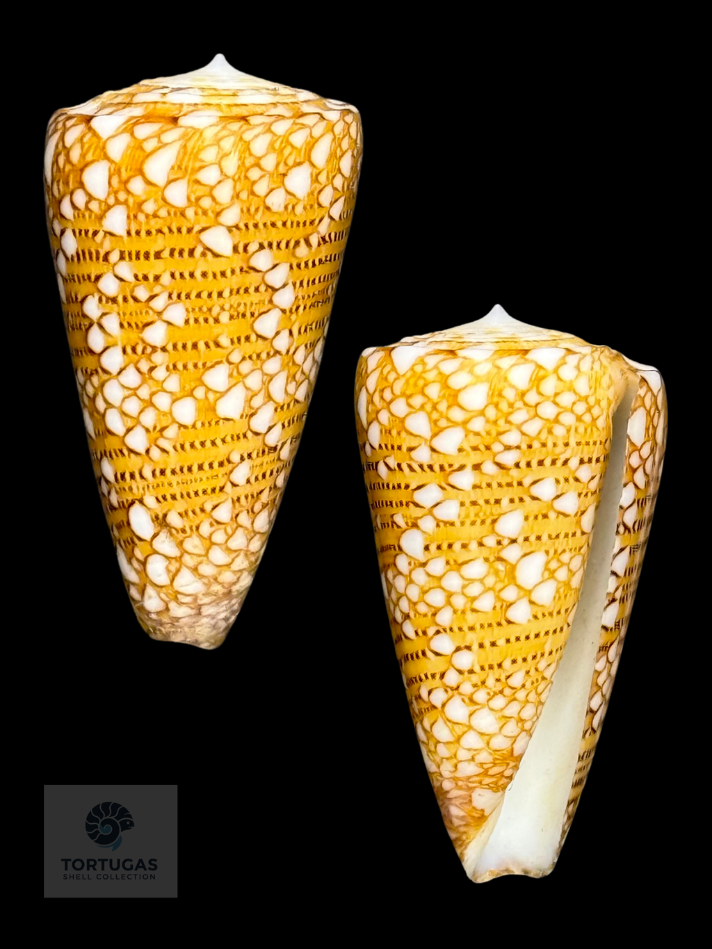 Conus yaelae Topotype 34.69mm Indonesia