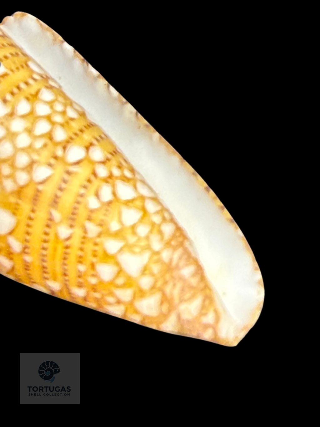 Conus yaelae Topotype 34.69mm Indonesia
