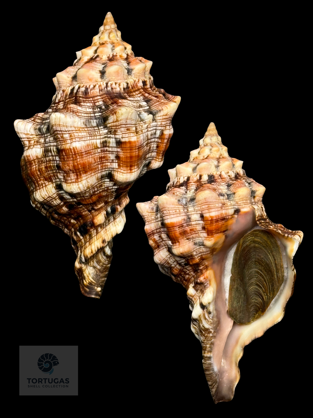 Pleuroploca clava 105.37mm Indonesia w/Operculum