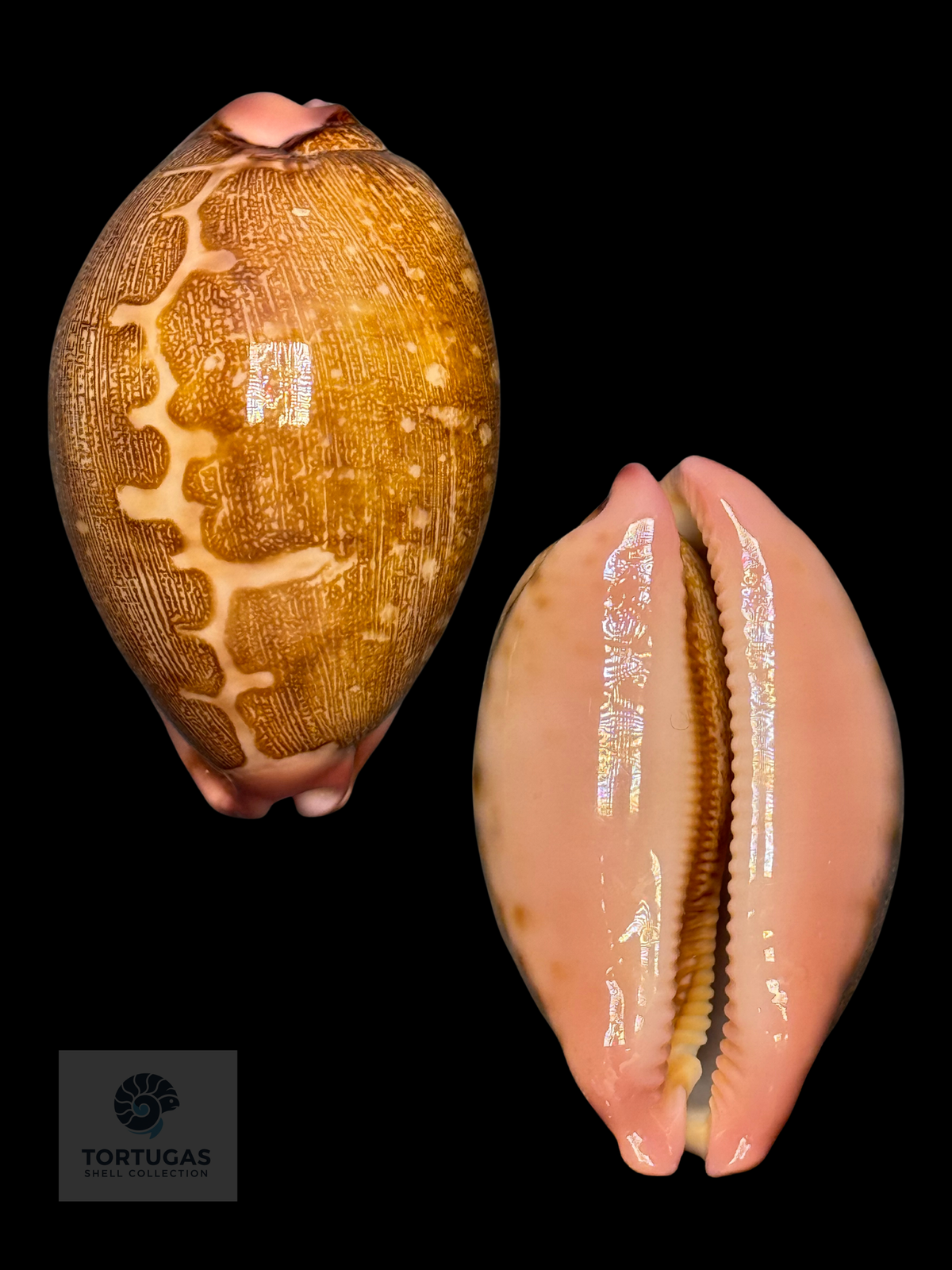 Leporicypraea mappa 69.16mm Indonesia F++