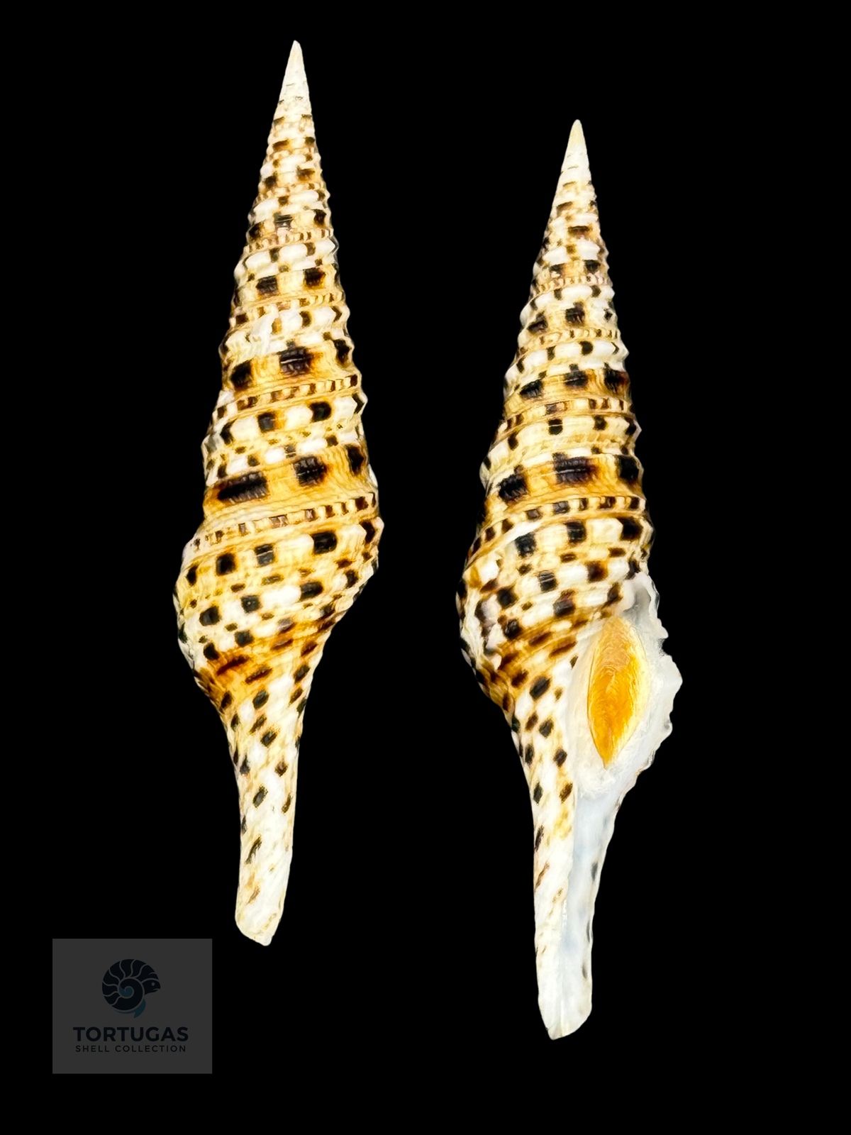 Turris normandavidsoni 72.90mm Indonesia Gem