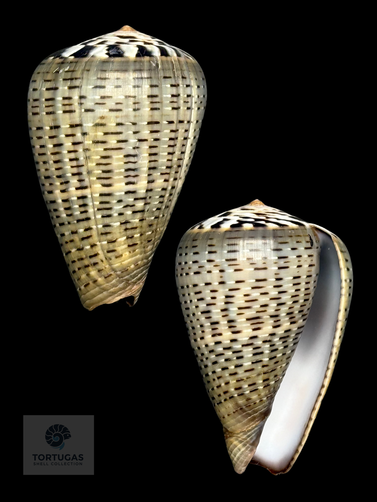 Conus glaucus 42.95mm Indonesia F++