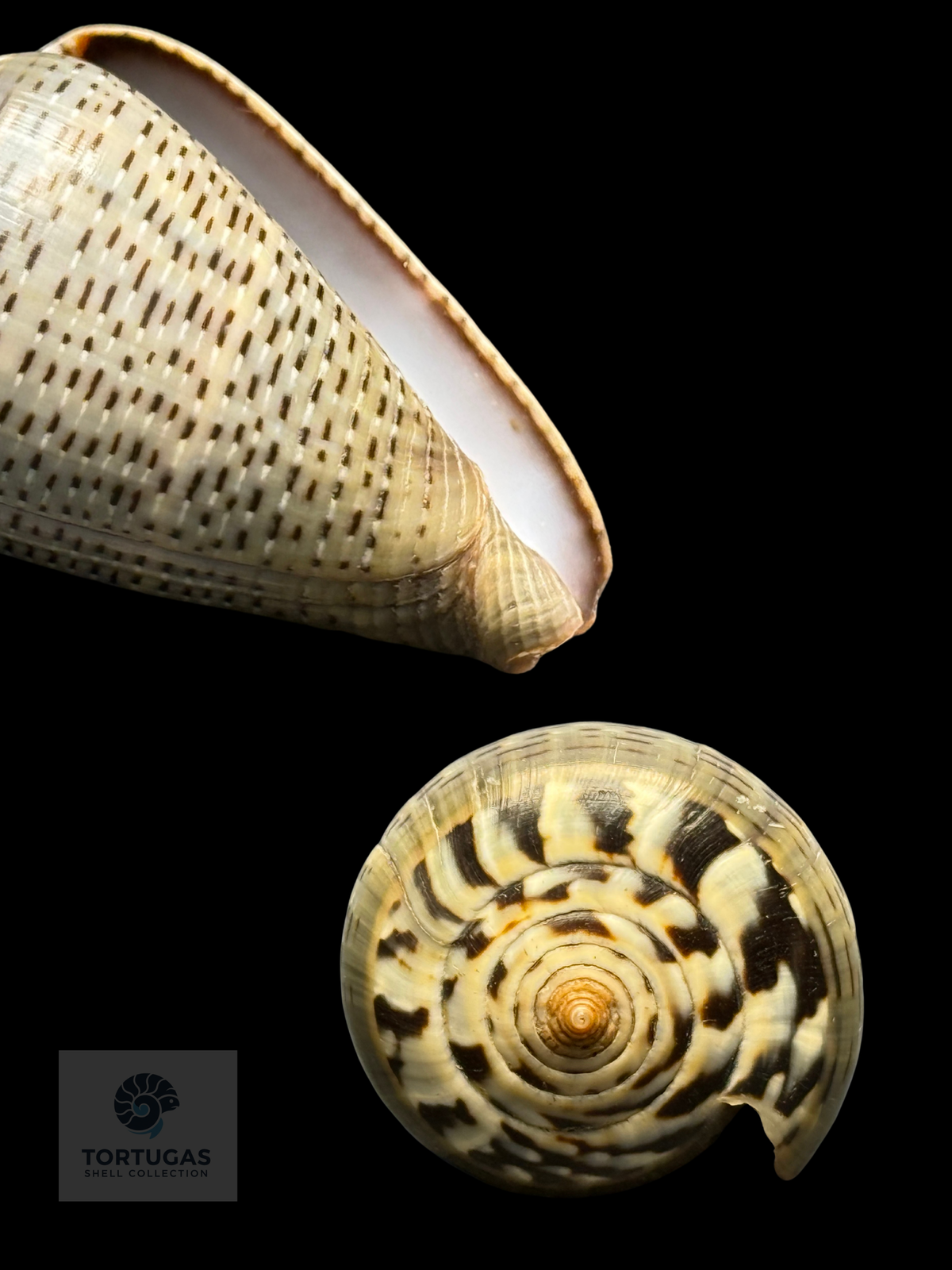 Conus glaucus 42.95mm Indonesia F++