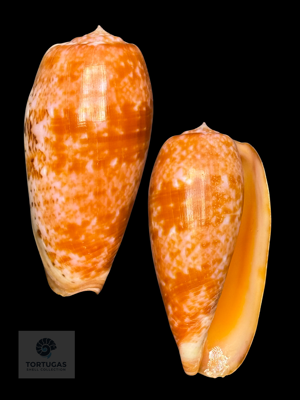 Conus bullatus 58.27mm Indonesia F++
