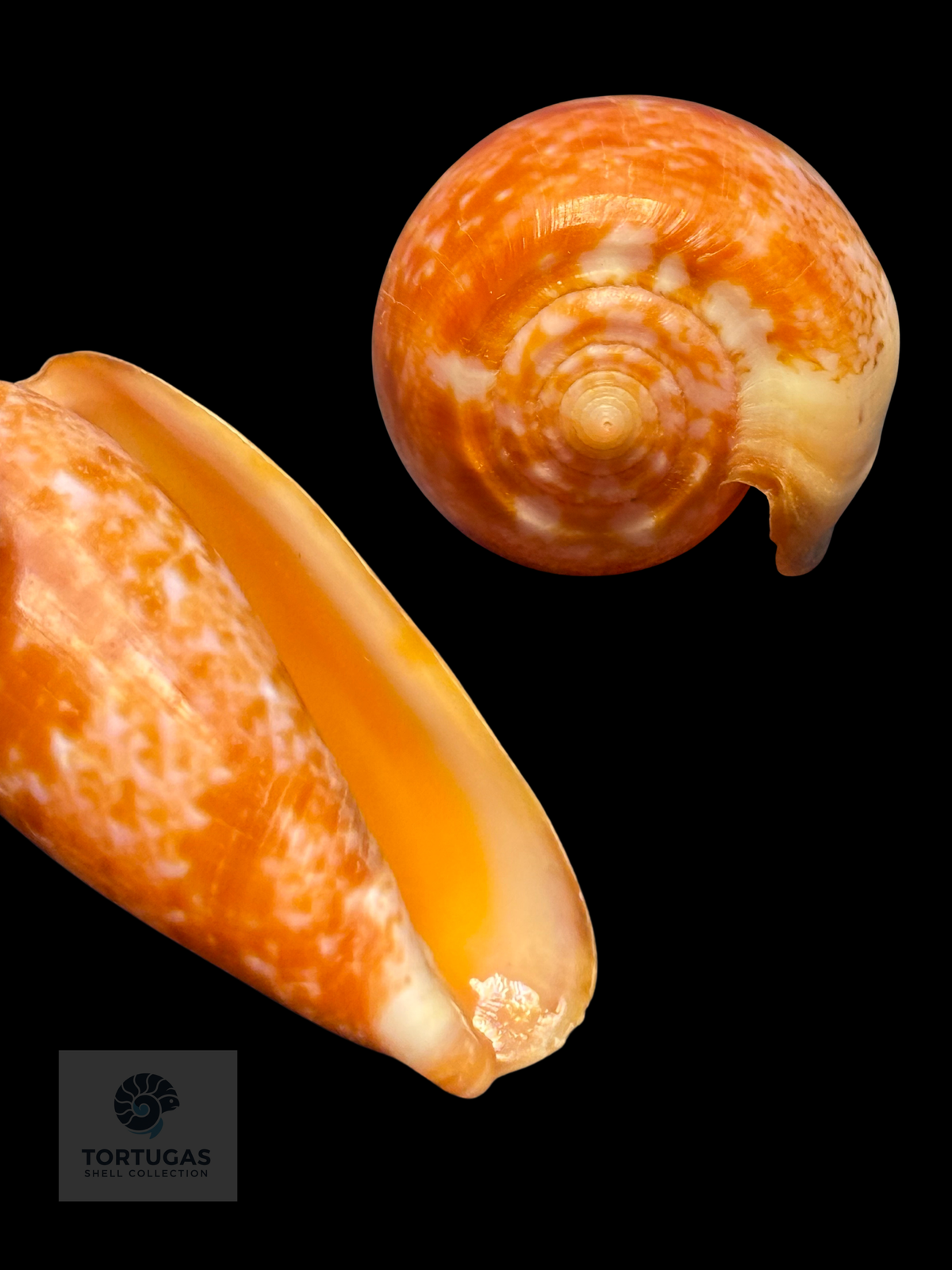Conus bullatus 58.27mm Indonesia F++