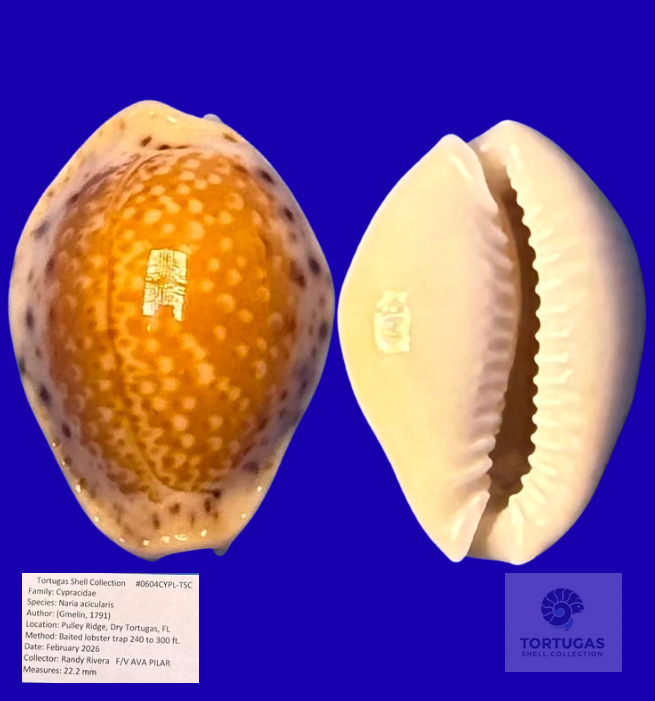 Naria acicularis Yellow Cowrie Pulley Ridge 22.2mm Deepwater