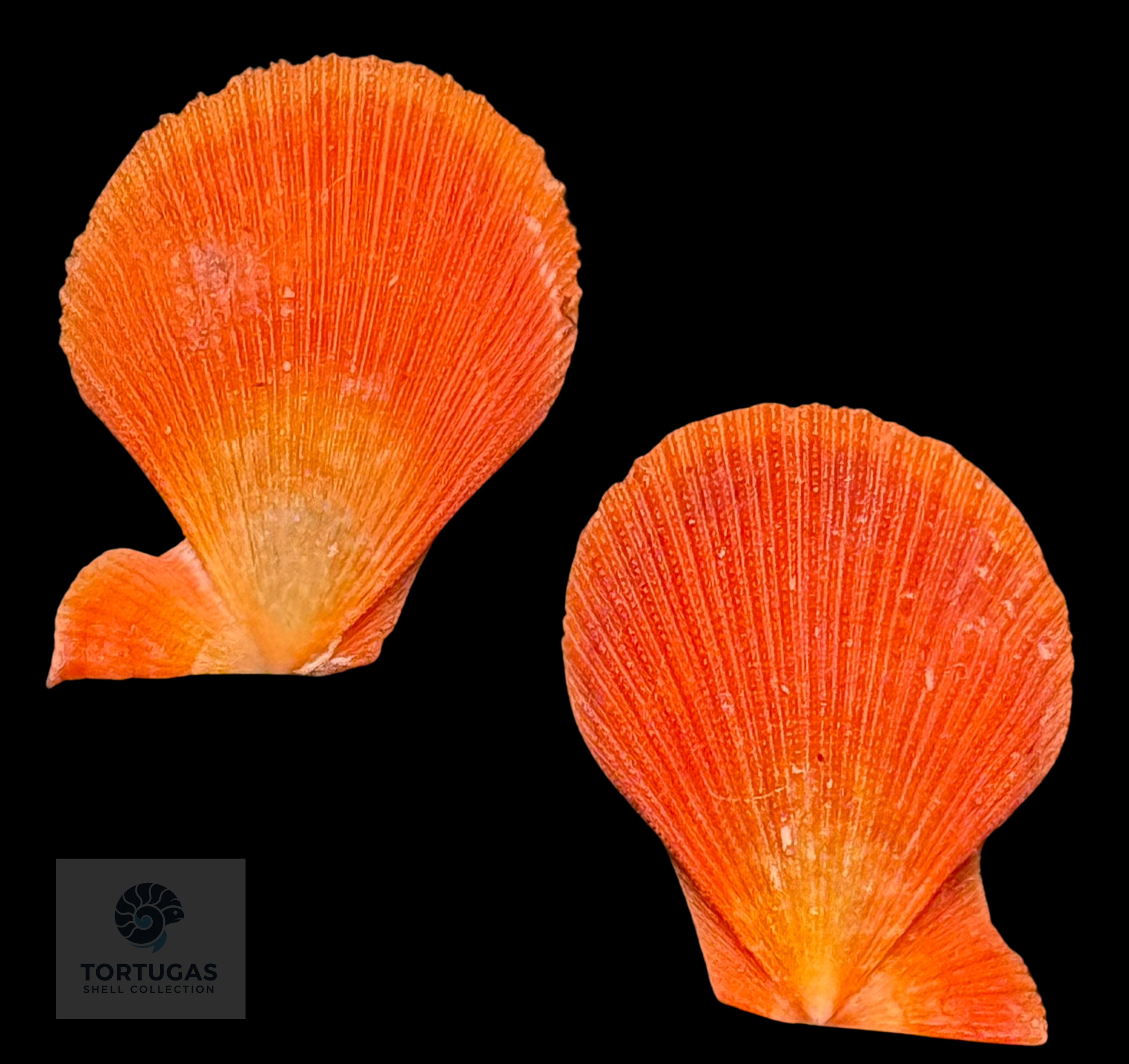 Caribachlamys sentis (Reeve, 1853) – Bright Orange Matched Pair – 19.4 mm – TSC #0183PEC-TSC
