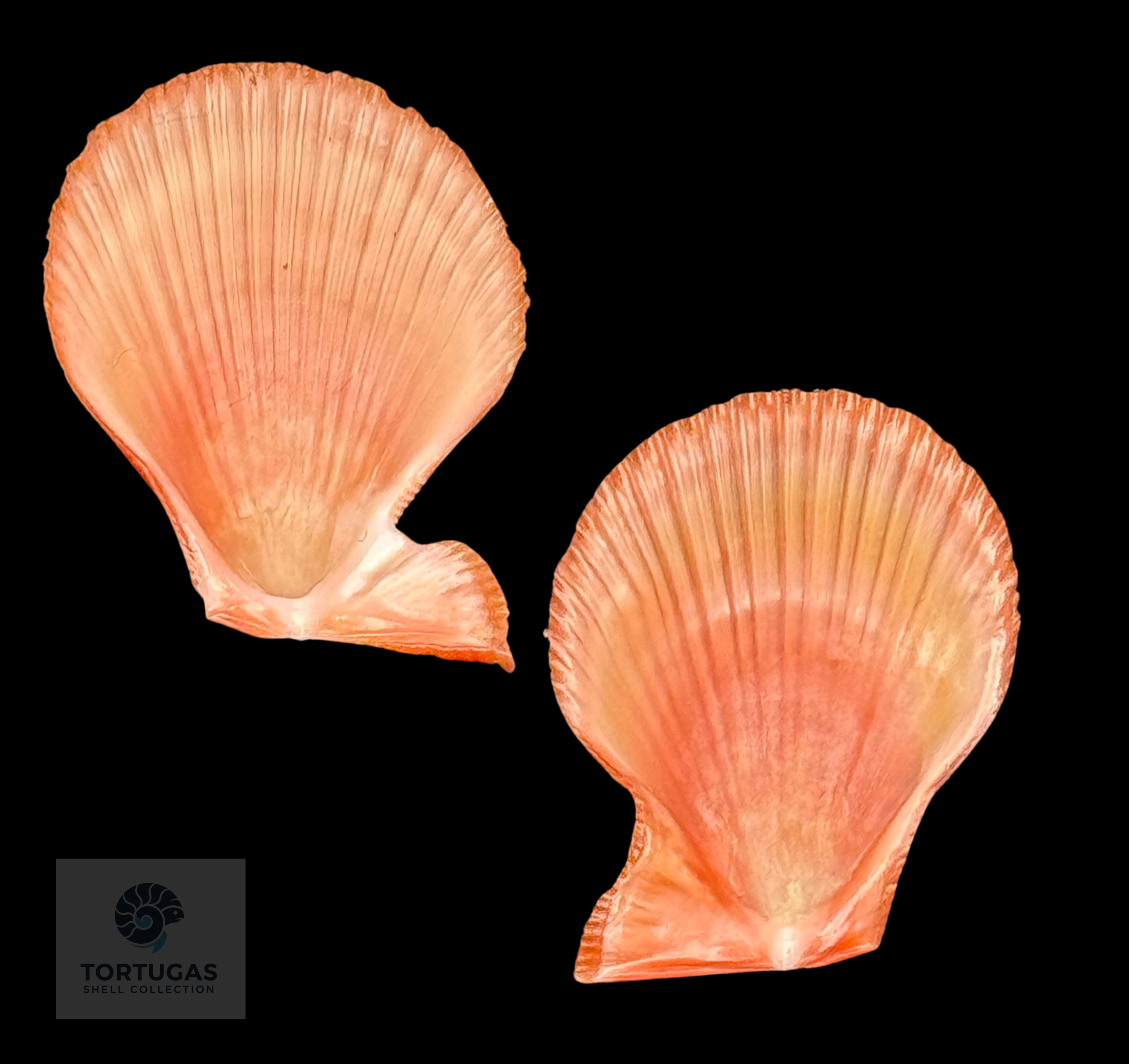 Caribachlamys sentis (Reeve, 1853) – Bright Orange Matched Pair – 19.4 mm – TSC #0183PEC-TSC