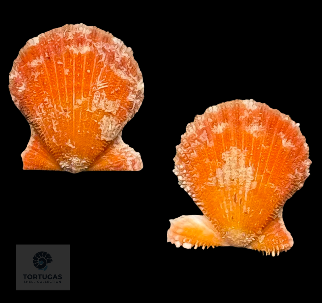 Lindapecten muscosus (W. Wood, 1828) – Bright Orange Matched Pair – 15.3 mm – TSC #0342PEC-TSC
