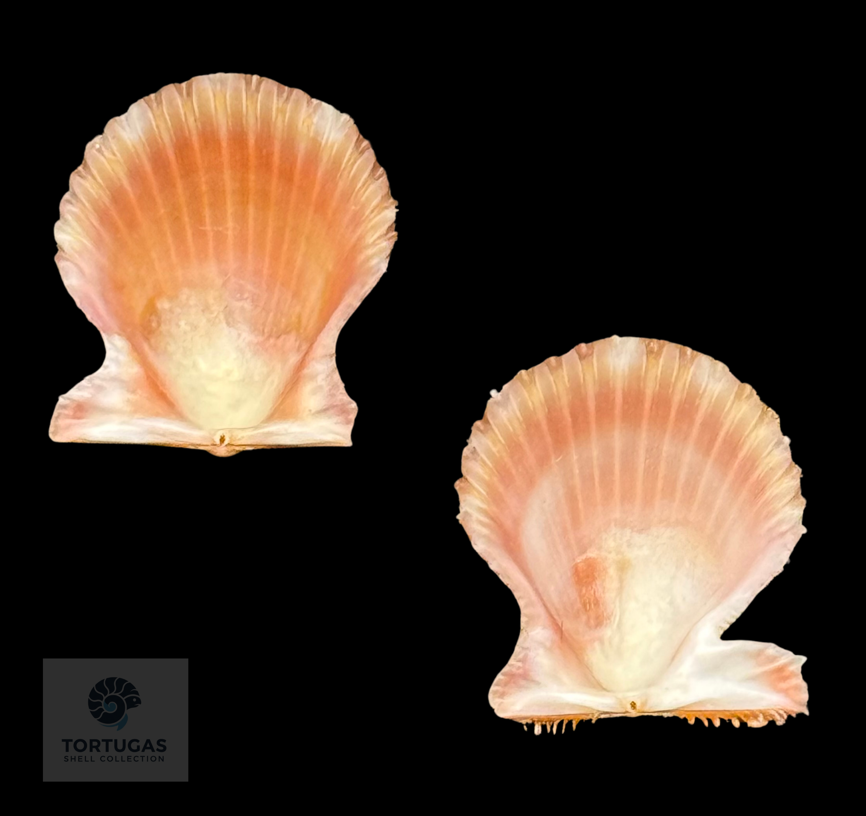 Lindapecten muscosus (W. Wood, 1828) – Bright Orange Matched Pair – 15.3 mm – TSC #0342PEC-TSC