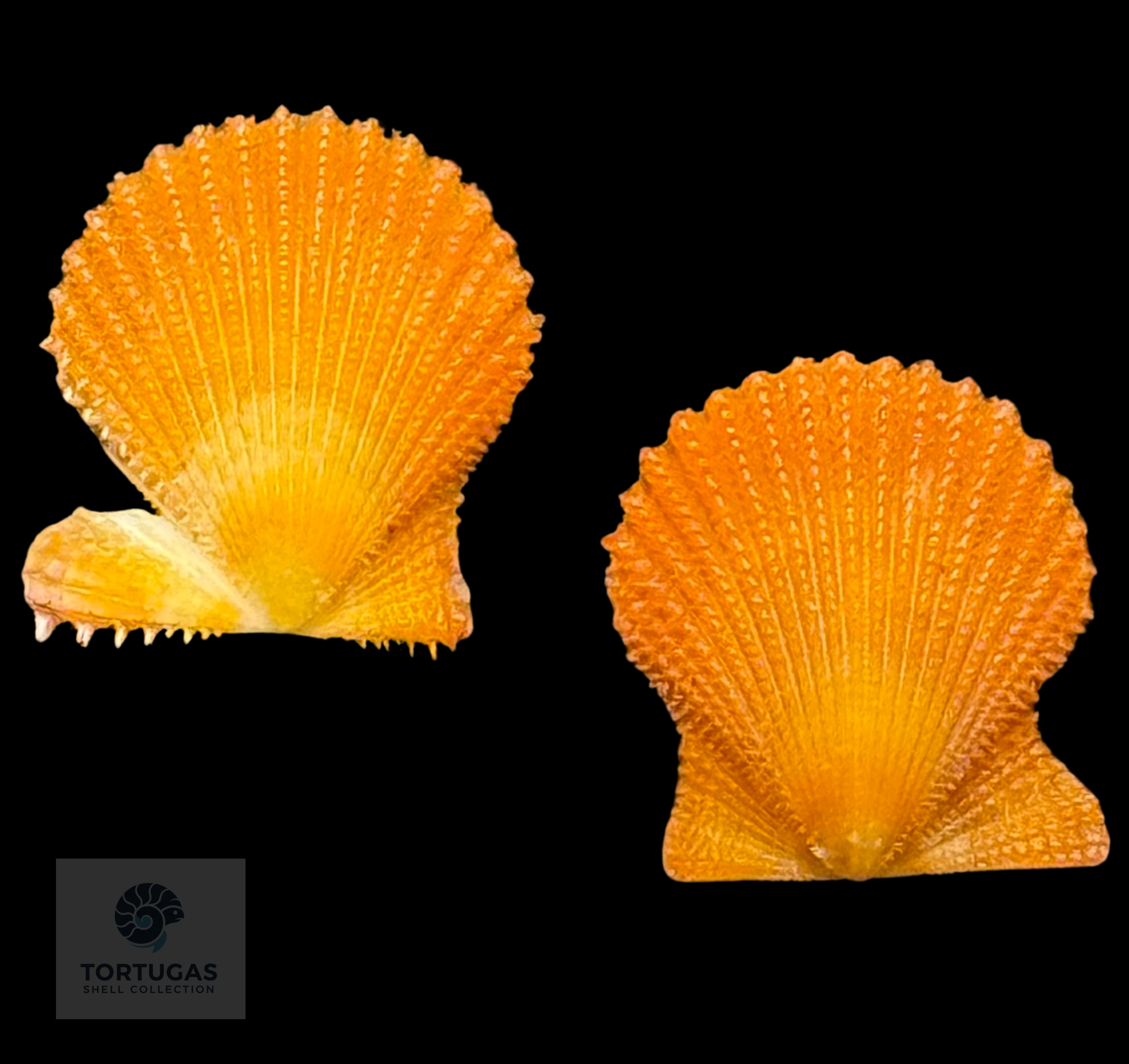 Lindapecten muscosus (W. Wood, 1828) – Bright Golden Orange Matched Pair – 13.4 mm – TSC #0344PEC-TSC