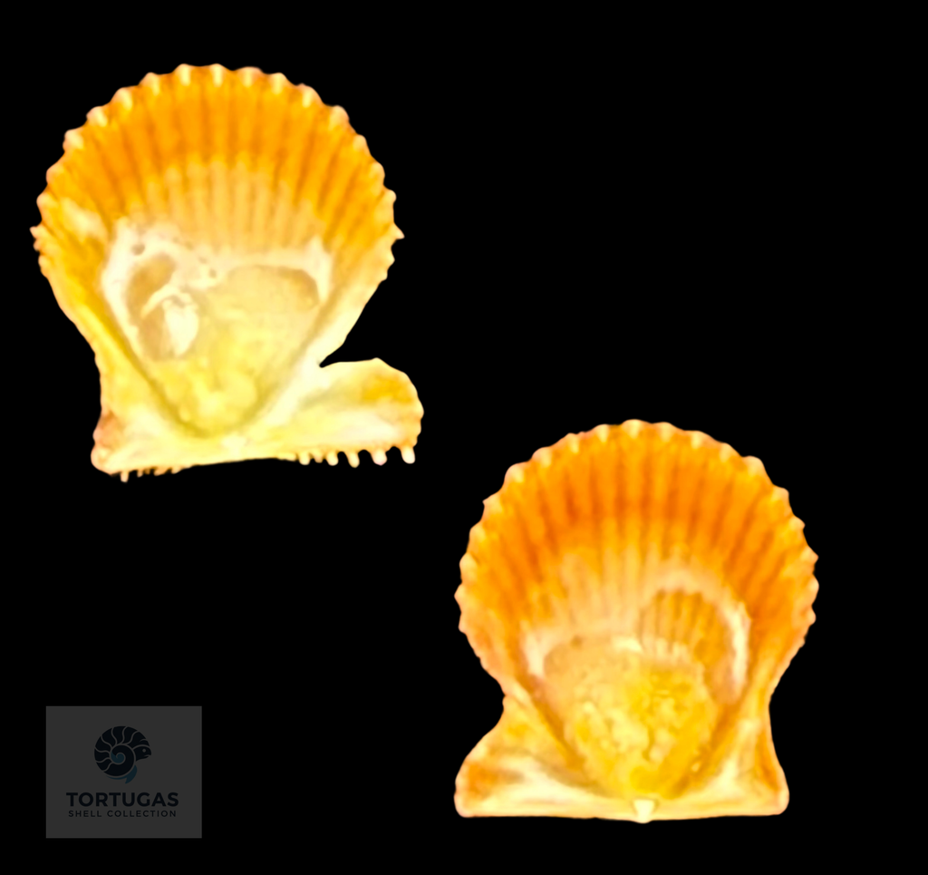 Lindapecten muscosus (W. Wood, 1828) – Bright Golden Orange Matched Pair – 13.4 mm – TSC #0344PEC-TSC