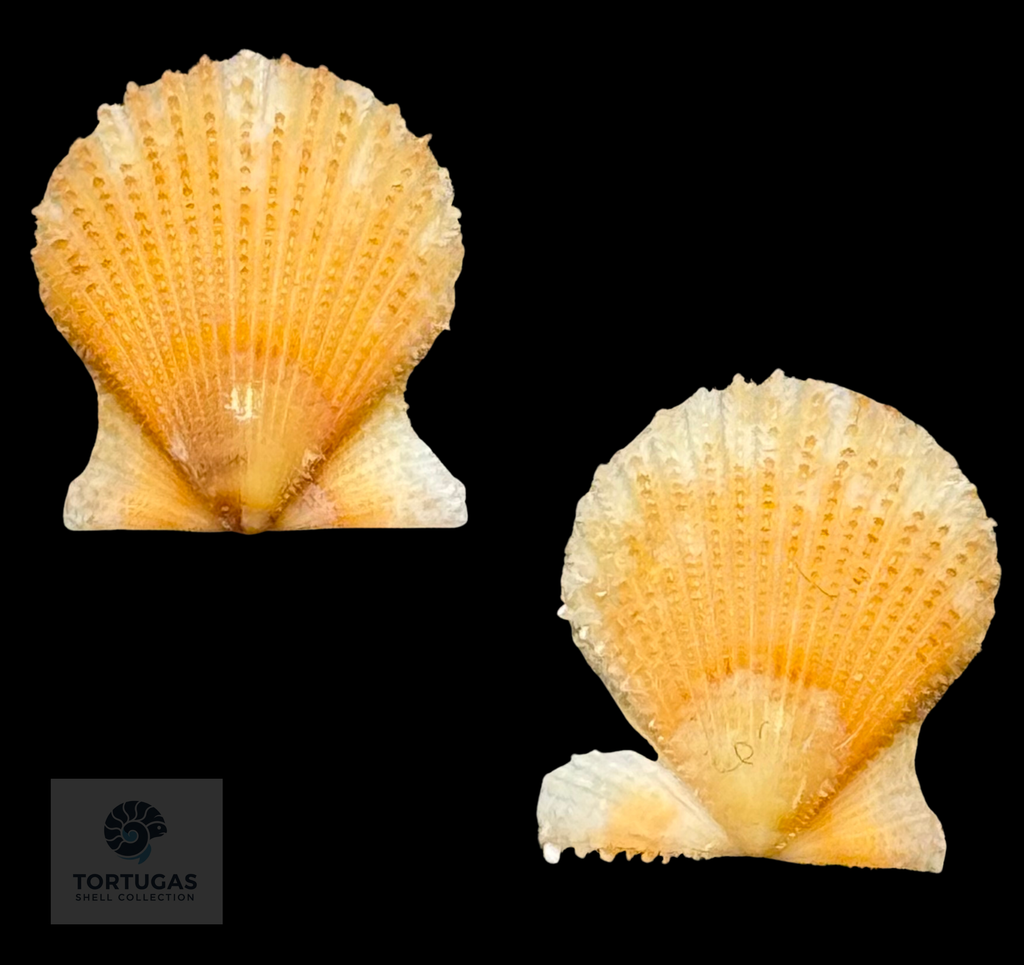 Lindapecten muscosus (W. Wood, 1828) – Golden Cream Matched Pair – 17.2 mm – TSC #0345PEC-TSC