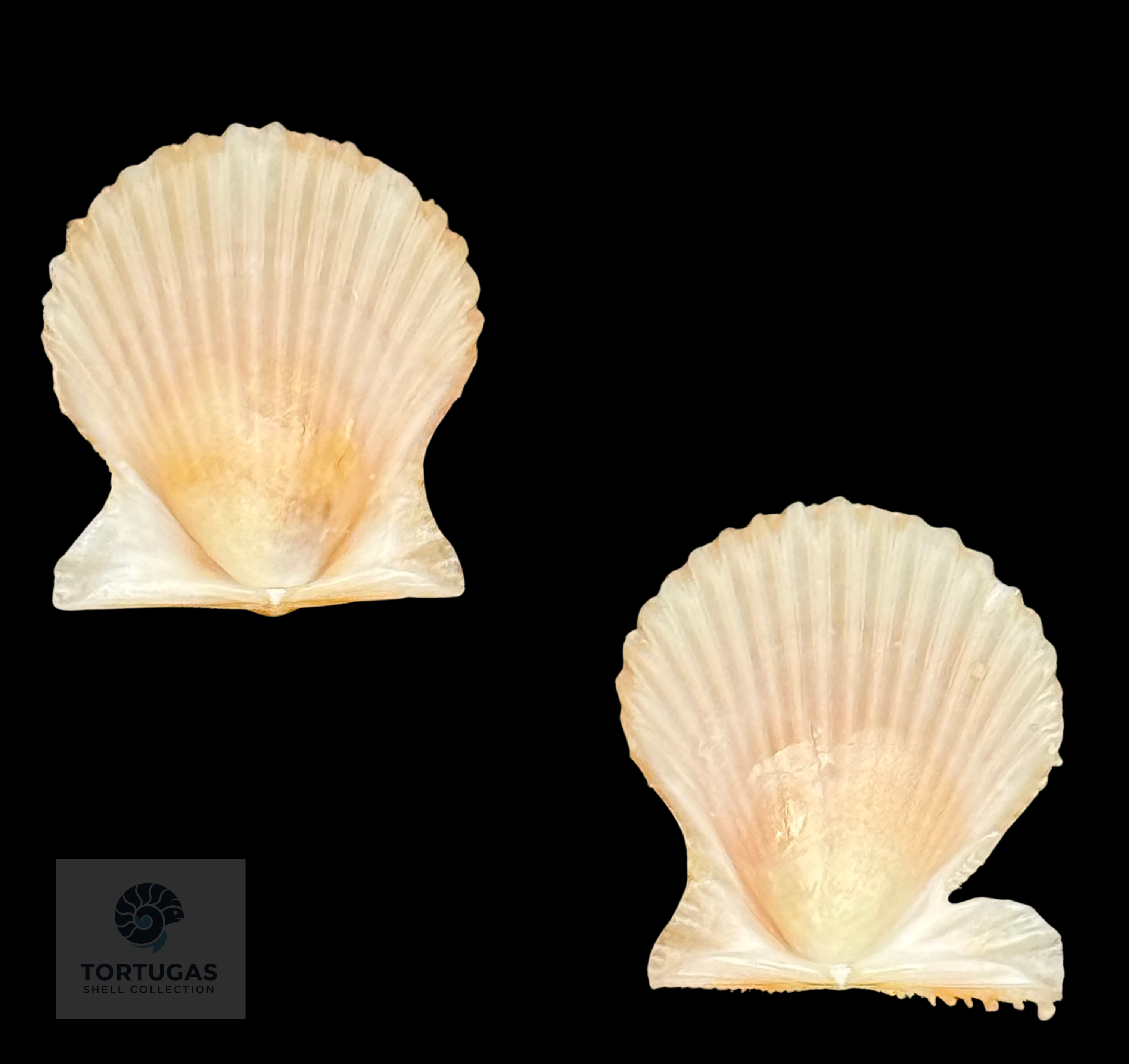 Lindapecten muscosus (W. Wood, 1828) – Golden Cream Matched Pair – 17.2 mm – TSC #0345PEC-TSC