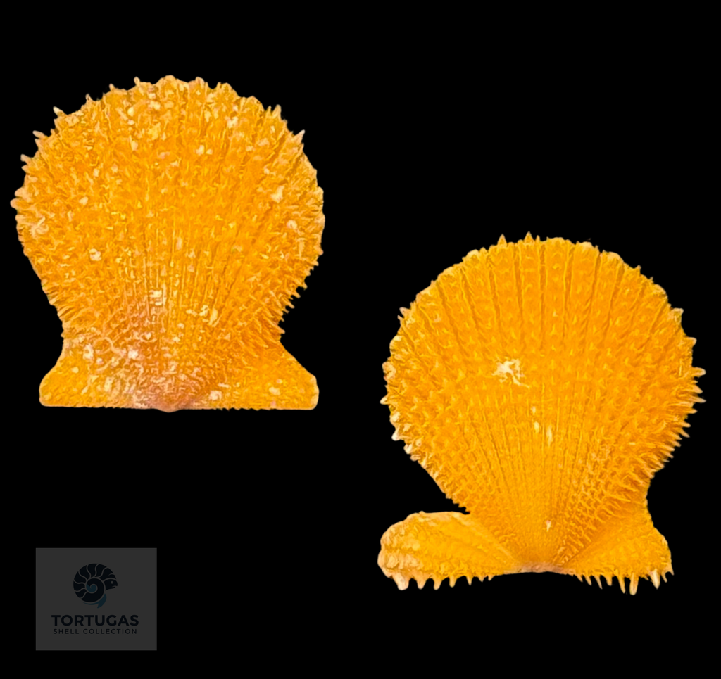 Lindapecten muscosus (W. Wood, 1828) – Bright Golden Orange Matched Pair – 13.0 mm – TSC