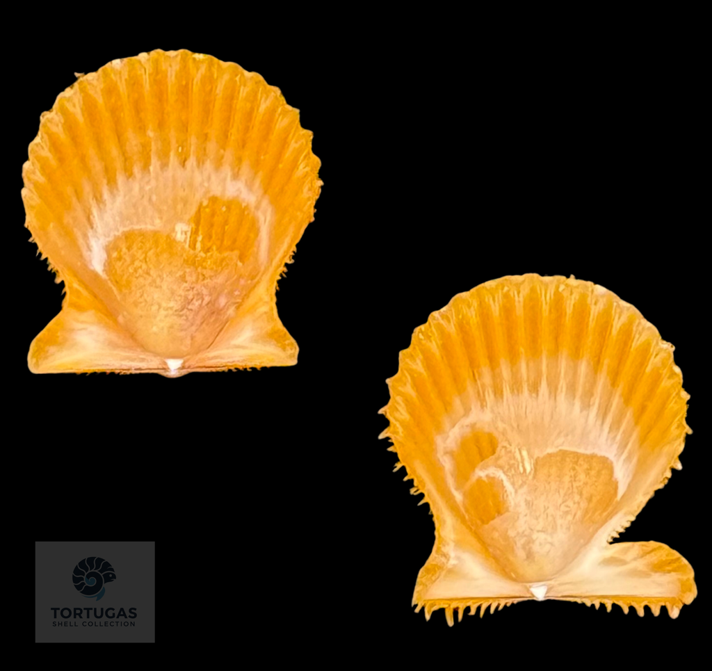 Lindapecten muscosus (W. Wood, 1828) – Bright Golden Orange Matched Pair – 13.0 mm – TSC