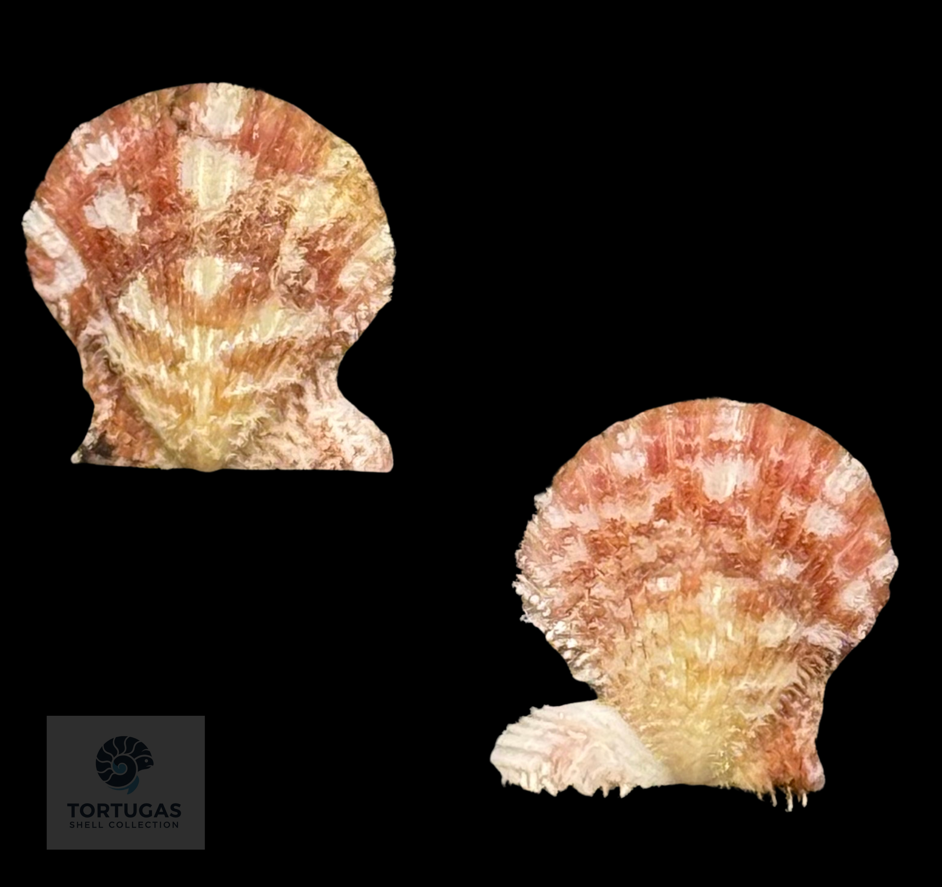 Lindapecten muscosus (W. Wood, 1828) – Checkered Orange Pattern Matched Pair – 14.7 mm – TSC