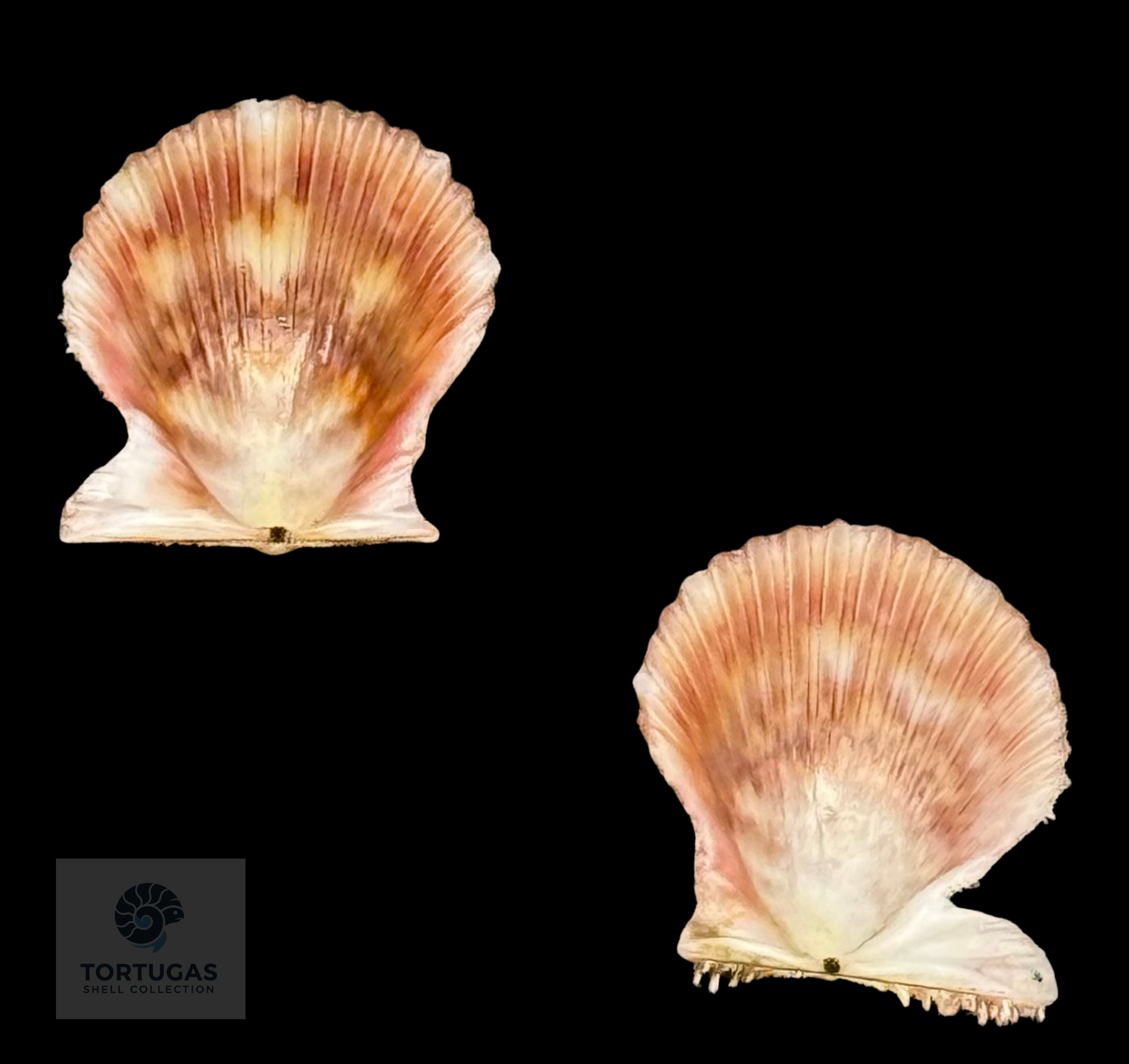 Lindapecten muscosus (W. Wood, 1828) – Checkered Orange Pattern Matched Pair – 14.7 mm – TSC