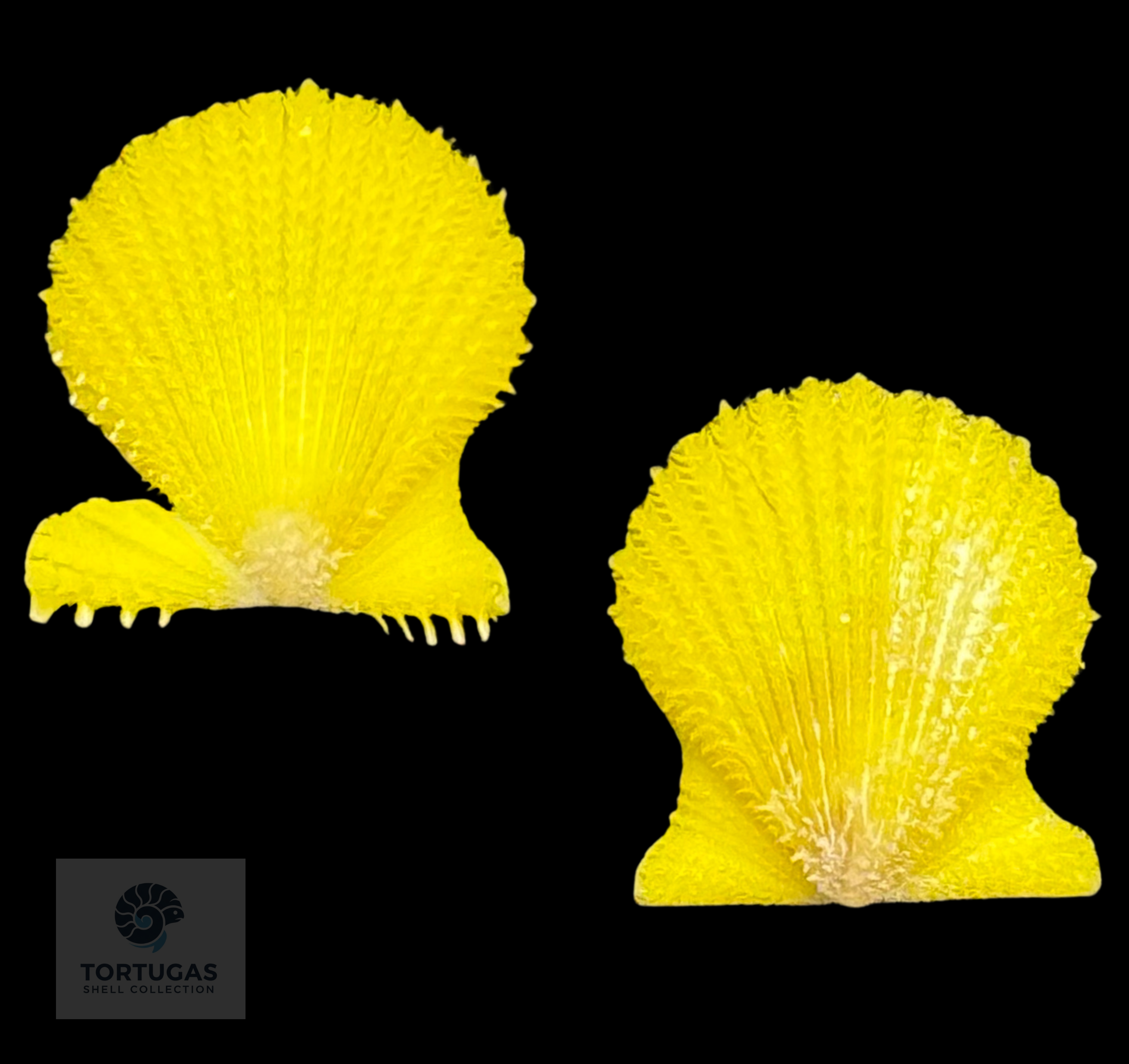 Lindapecten muscosus (W. Wood, 1828) – Bright Lemon Yellow Matched Pair – 12.0 mm – TSC