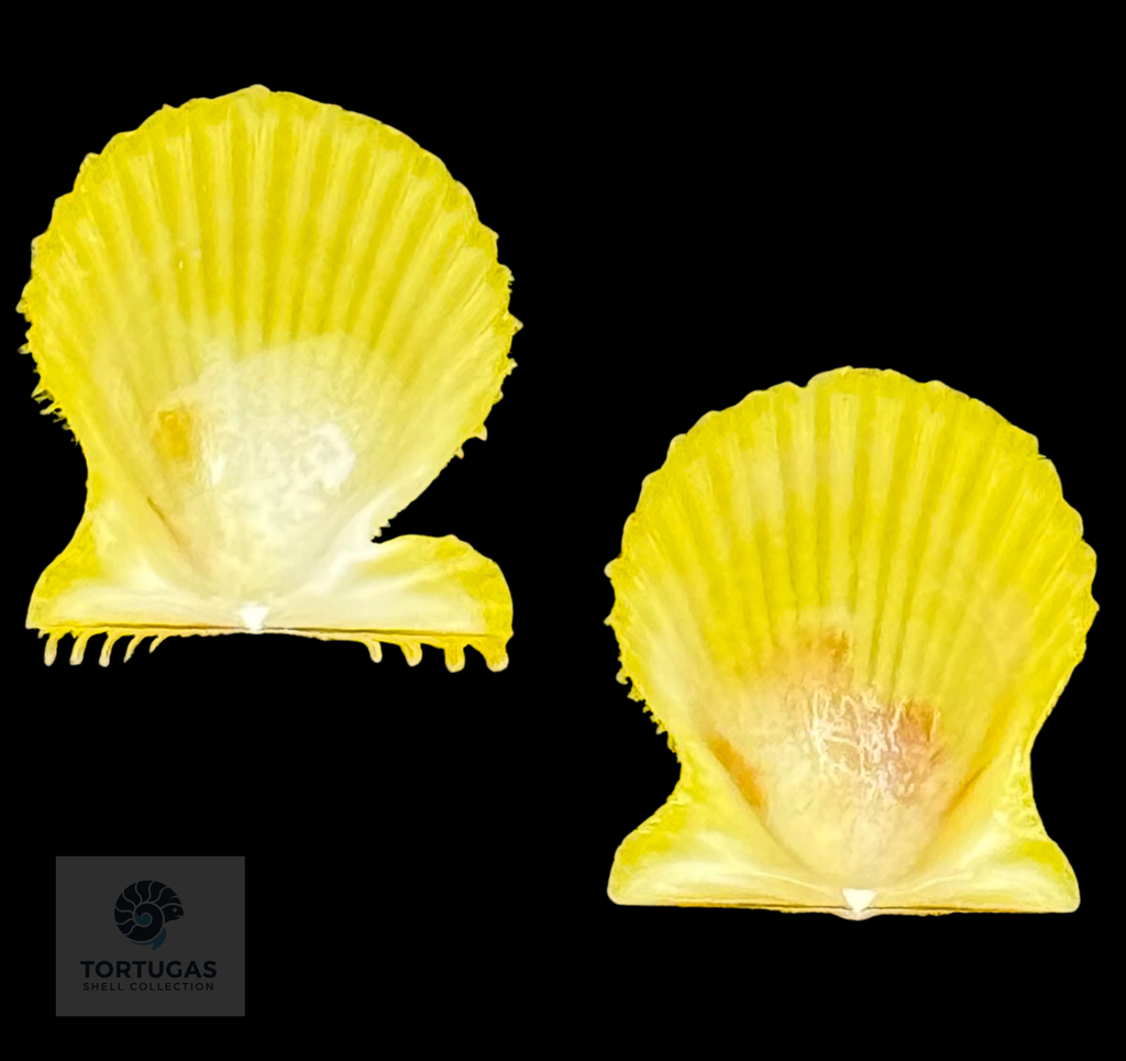 Lindapecten muscosus (W. Wood, 1828) – Bright Lemon Yellow Matched Pair – 12.0 mm – TSC