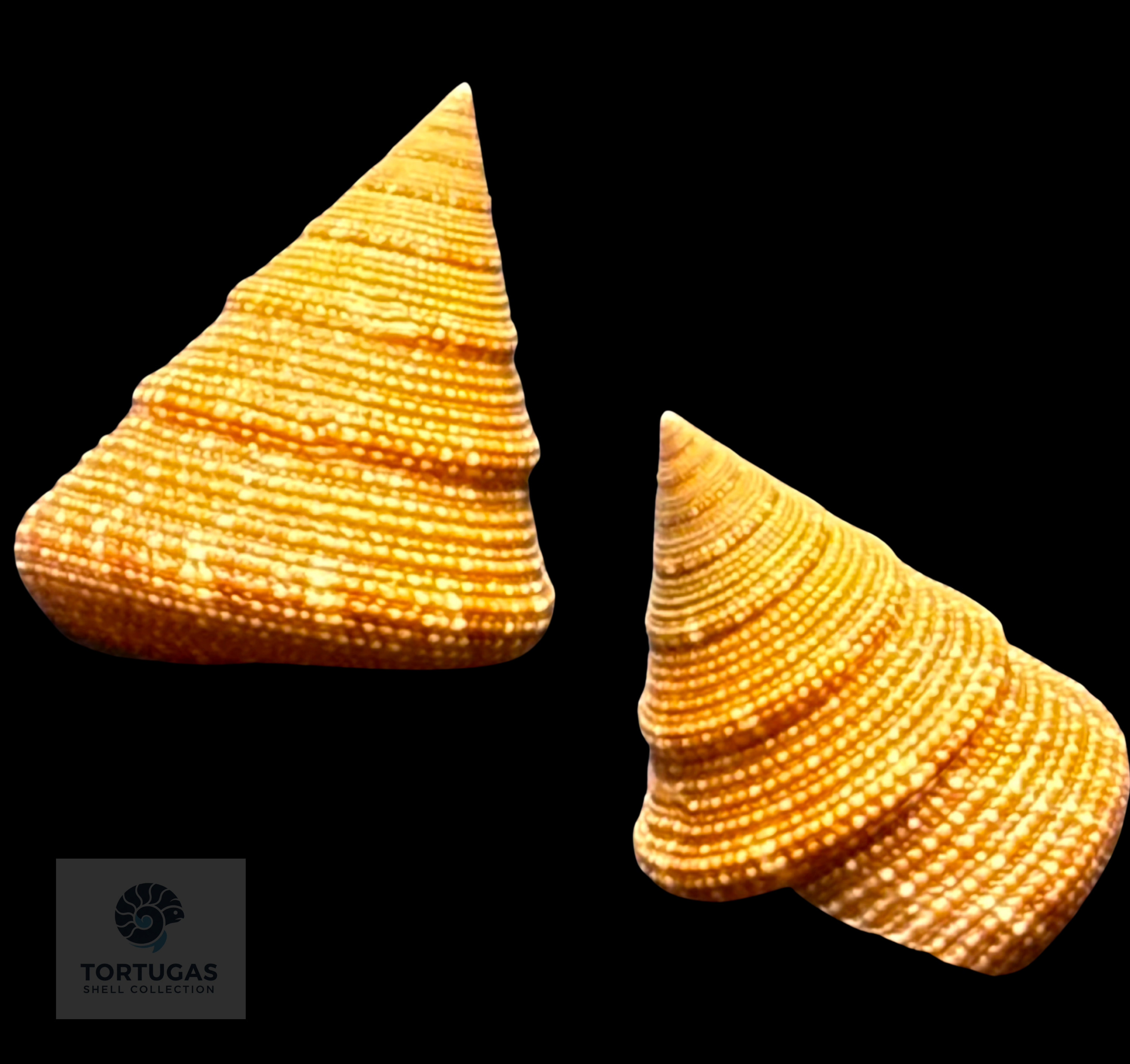 Calliostoma scalenum Quinn, 1992 – Pulley Ridge – 22.1 mm – TSC
