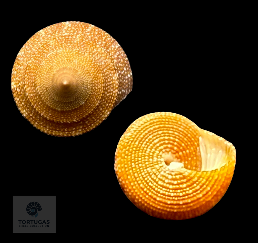 Calliostoma scalenum Quinn, 1992 – Pulley Ridge – 22.1 mm – TSC