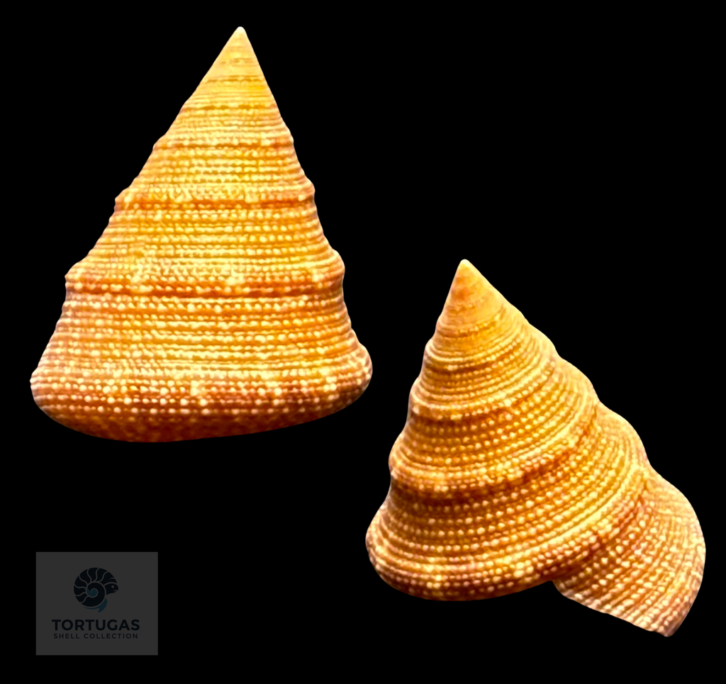 Calliostoma scalenum Quinn, 1992 – Pulley Ridge – 20.7 mm – TSC