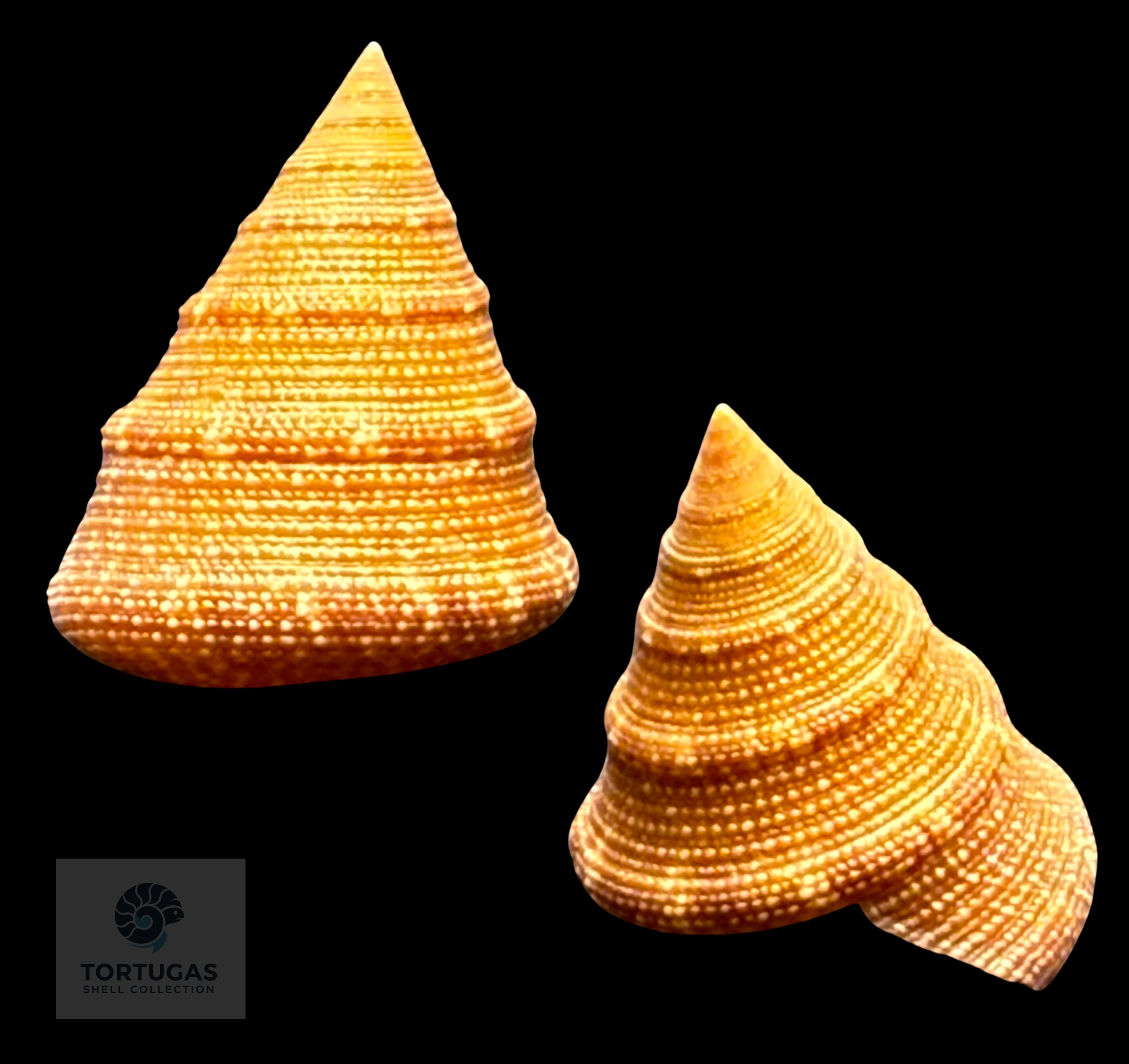 Calliostoma scalenum Quinn, 1992 – Pulley Ridge – 20.7 mm – TSC