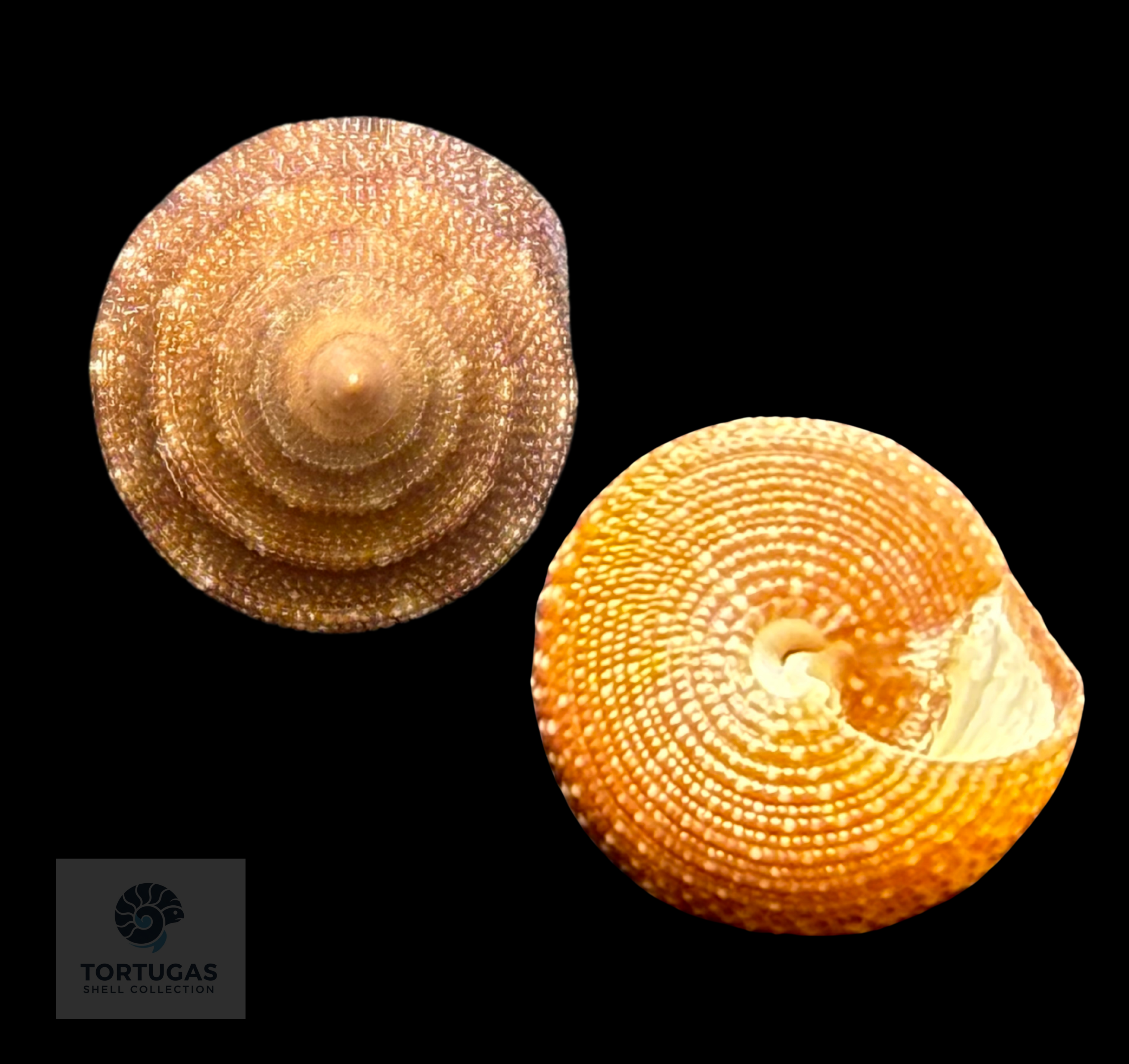 Calliostoma scalenum Quinn, 1992 – Pulley Ridge – 20.7 mm – TSC