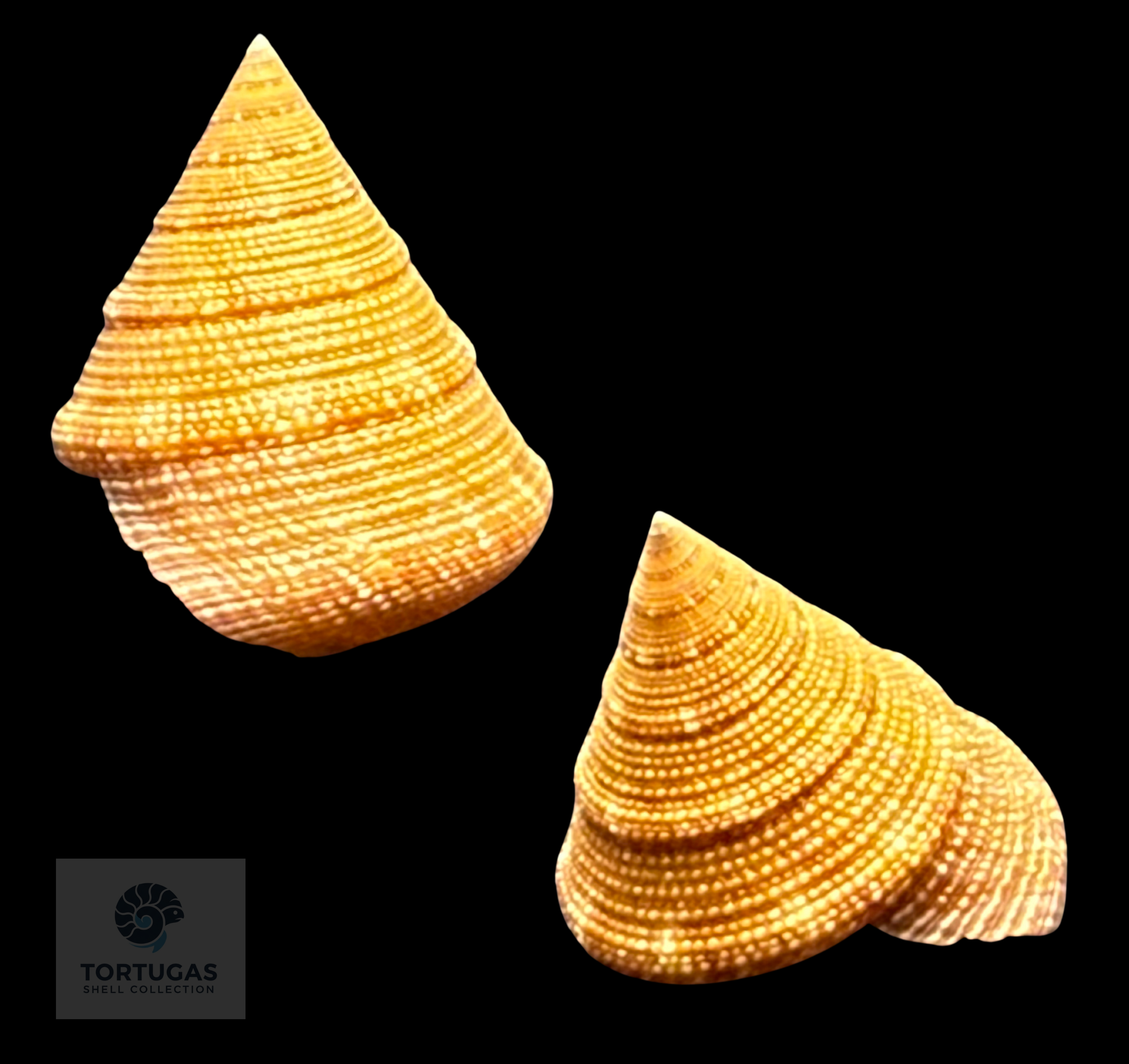 Calliostoma scalenum Quinn, 1992 – Pulley Ridge – 22.0 mm – TSC