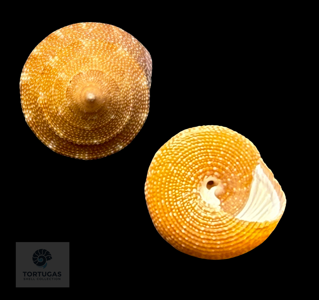 Calliostoma scalenum Quinn, 1992 – Pulley Ridge – 22.0 mm – TSC
