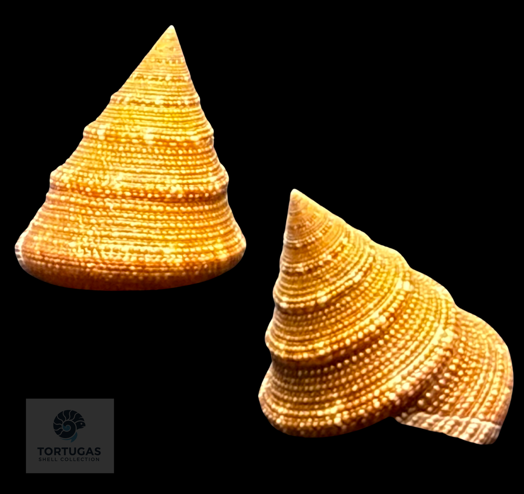 Calliostoma scalenum Quinn, 1992 – Pulley Ridge – 22.3 mm – TSC