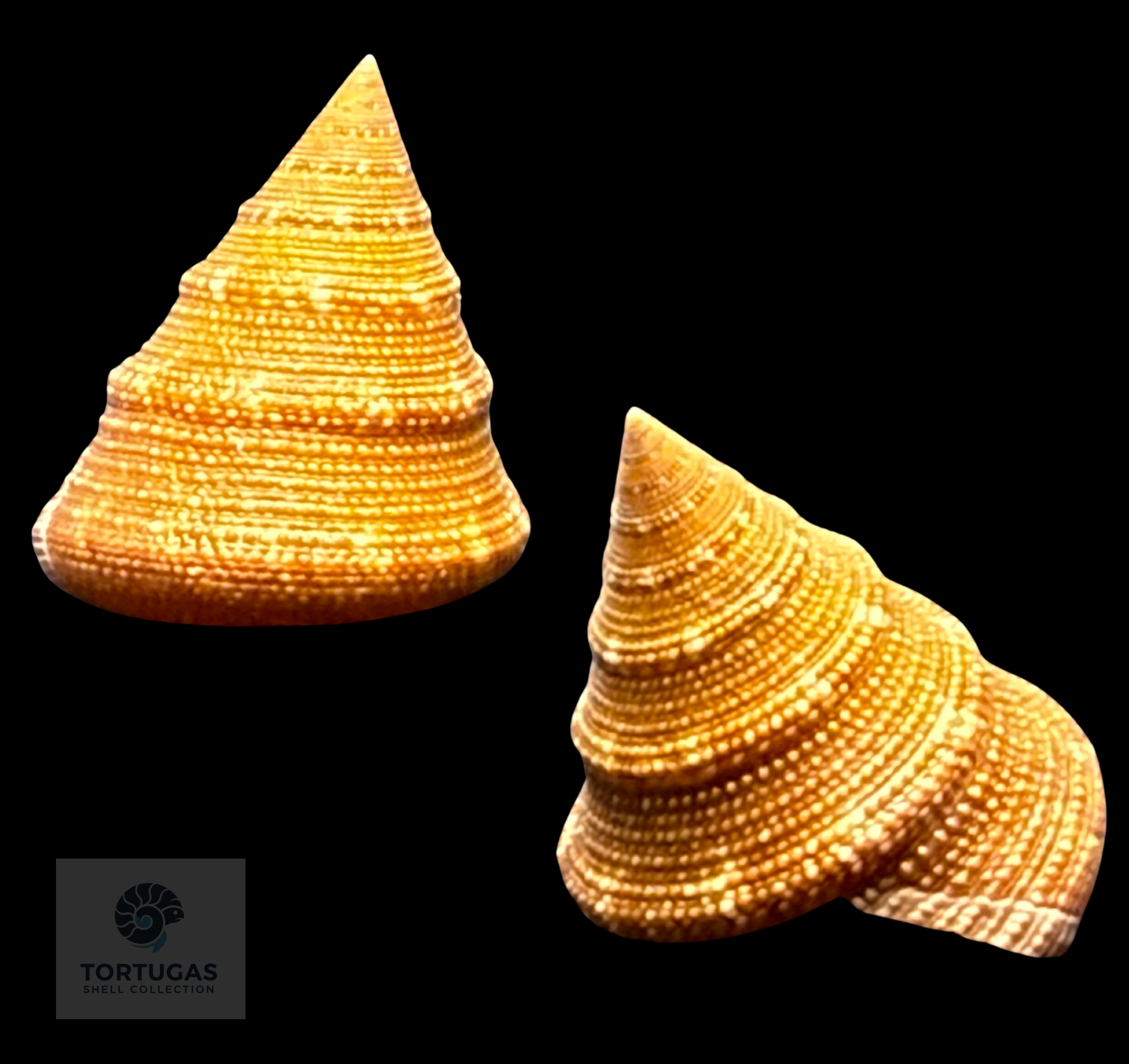 Calliostoma scalenum Quinn, 1992 – Pulley Ridge – 22.3 mm – TSC