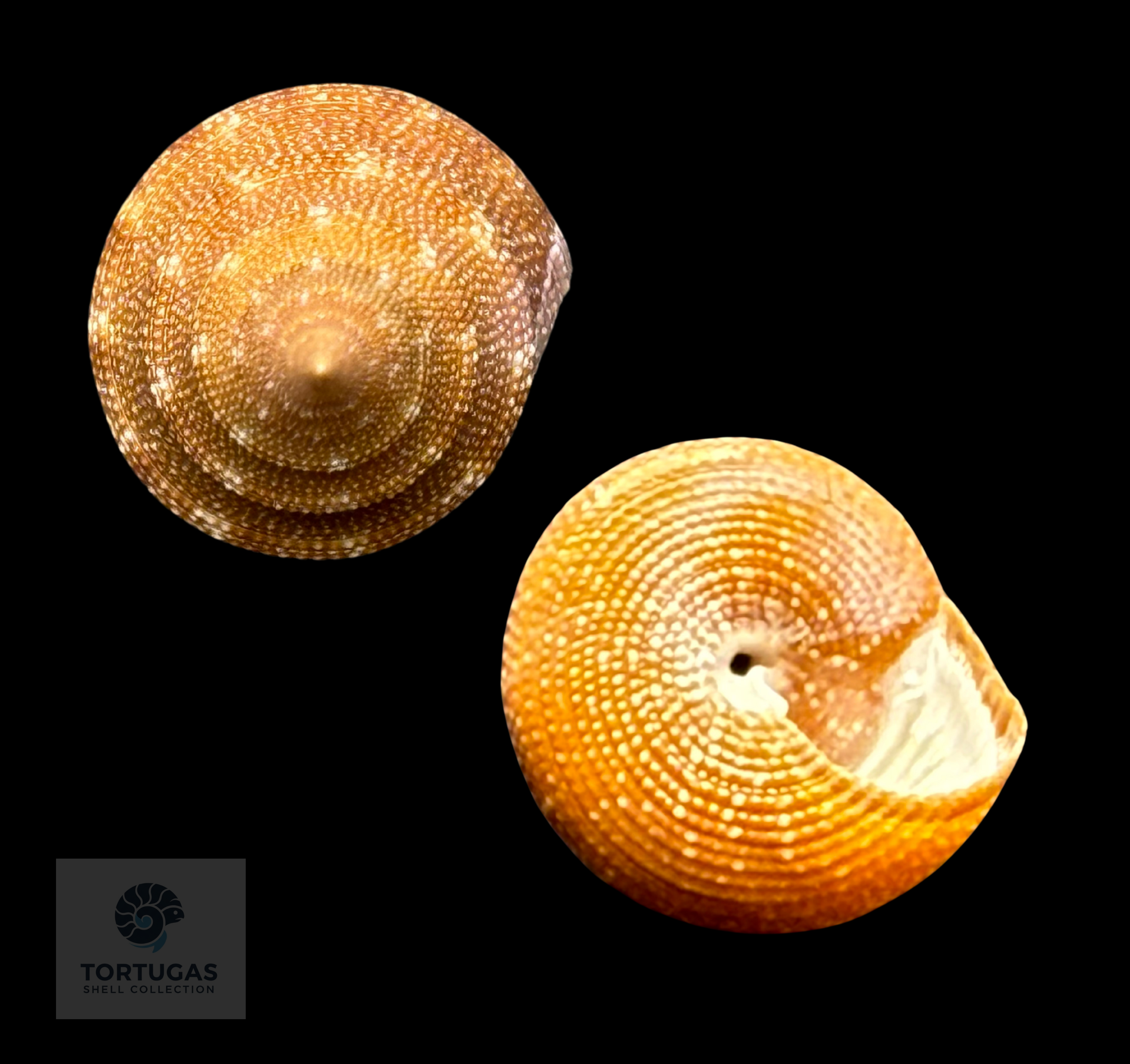 Calliostoma scalenum Quinn, 1992 – Pulley Ridge – 22.3 mm – TSC