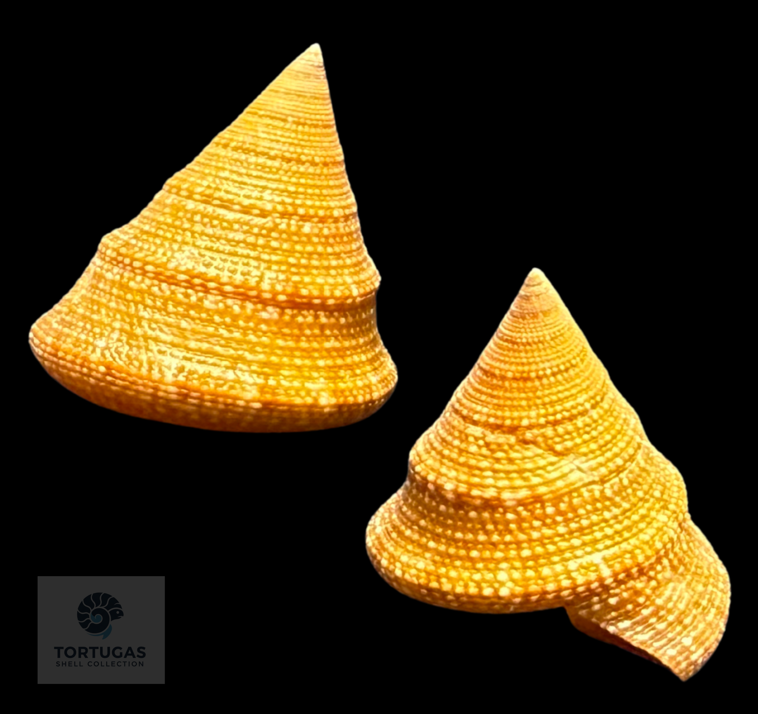 Calliostoma scalenum Quinn, 1992 – Dry Tortugas – 19.2 mm – TSC