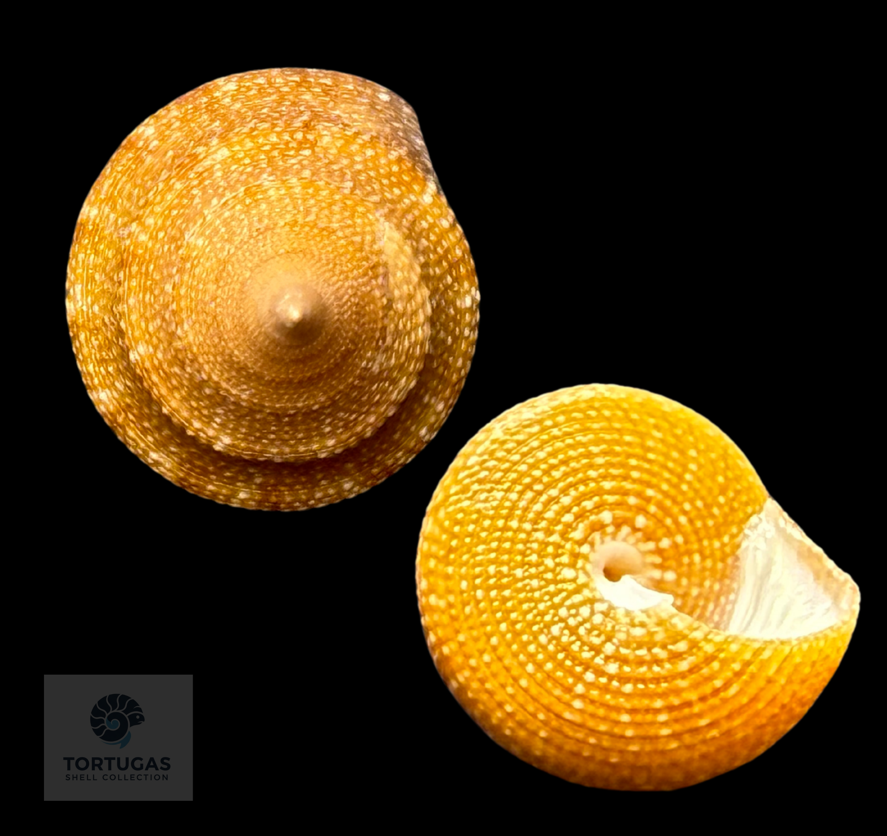 Calliostoma scalenum Quinn, 1992 – Dry Tortugas – 19.2 mm – TSC
