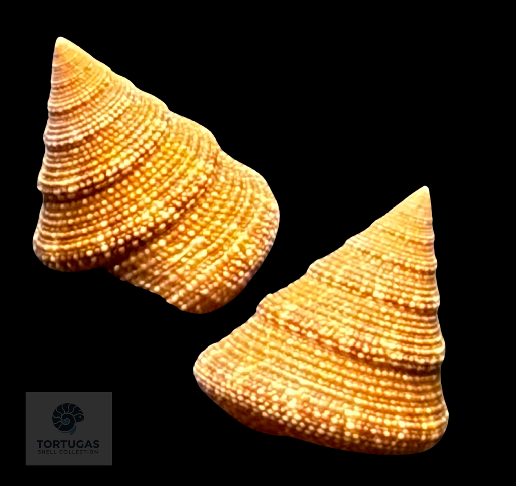 Calliostoma scalenum Quinn, 1992 – Pulley Ridge – 17.2 mm – TSC