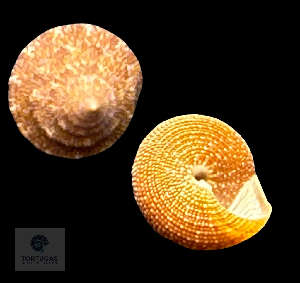Calliostoma scalenum Quinn, 1992 – Pulley Ridge – 17.2 mm – TSC