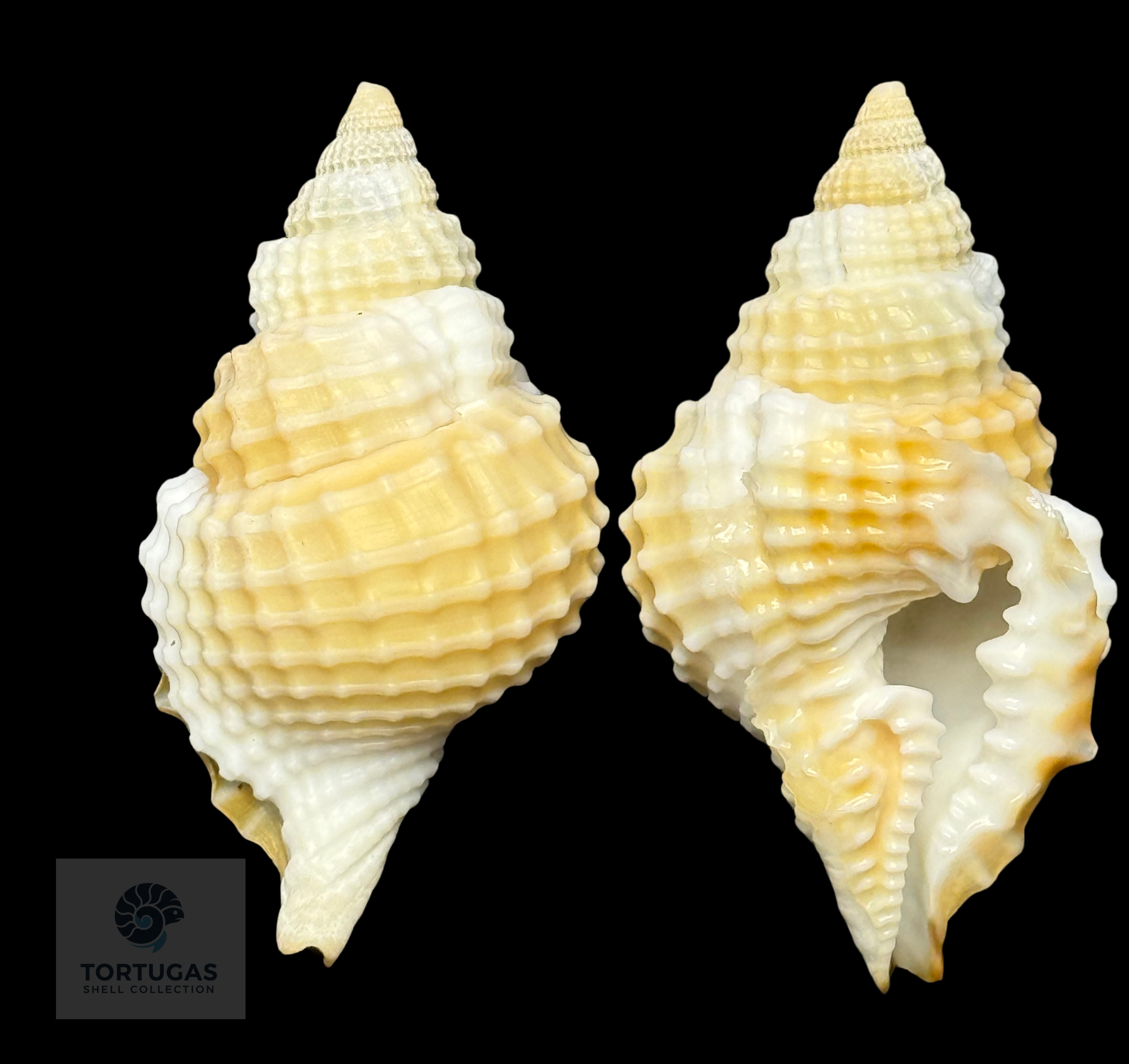 Distorsio clathrata (Lamarck, 1816) – 44.5 mm – Dry Tortugas – TSC