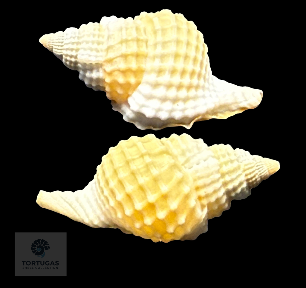 Distorsio clathrata (Lamarck, 1816) – 44.5 mm – Dry Tortugas – TSC