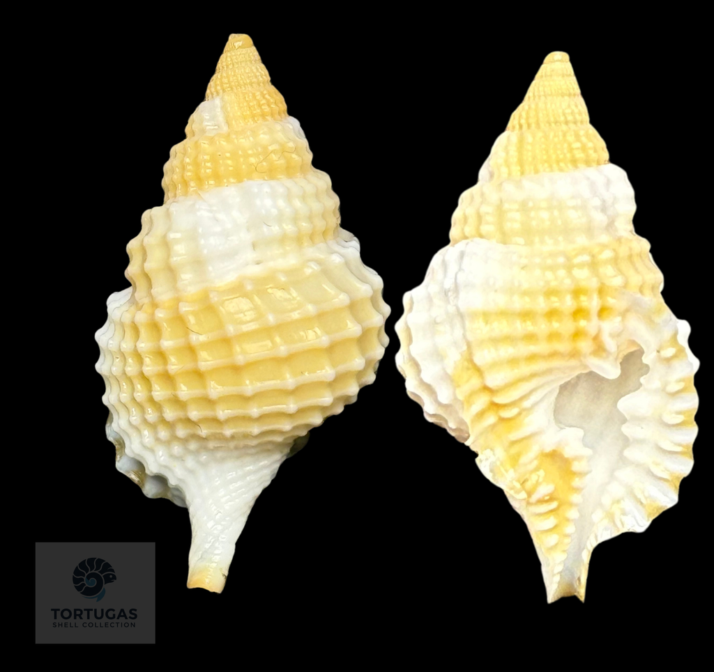 Distorsio clathrata (Lamarck, 1816) – 36.1 mm – Dry Tortugas – TSC