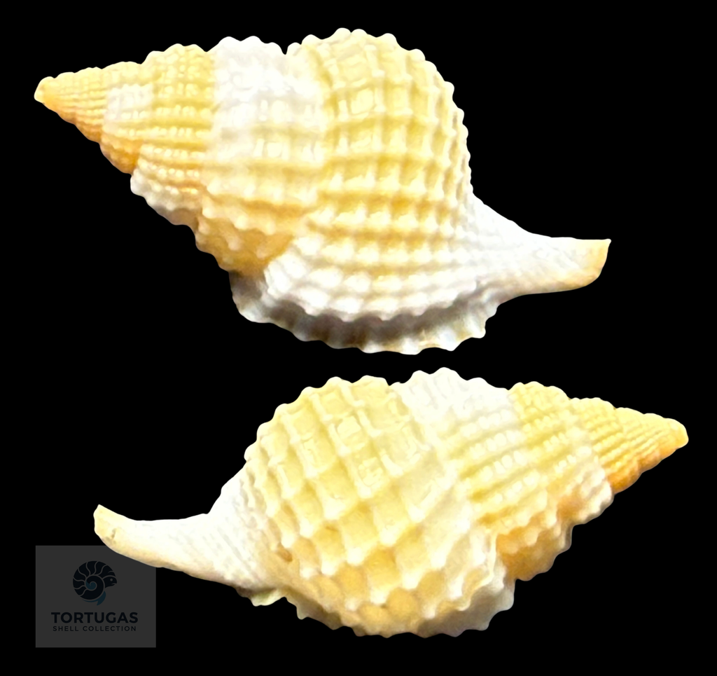Distorsio clathrata (Lamarck, 1816) – 36.1 mm – Dry Tortugas – TSC