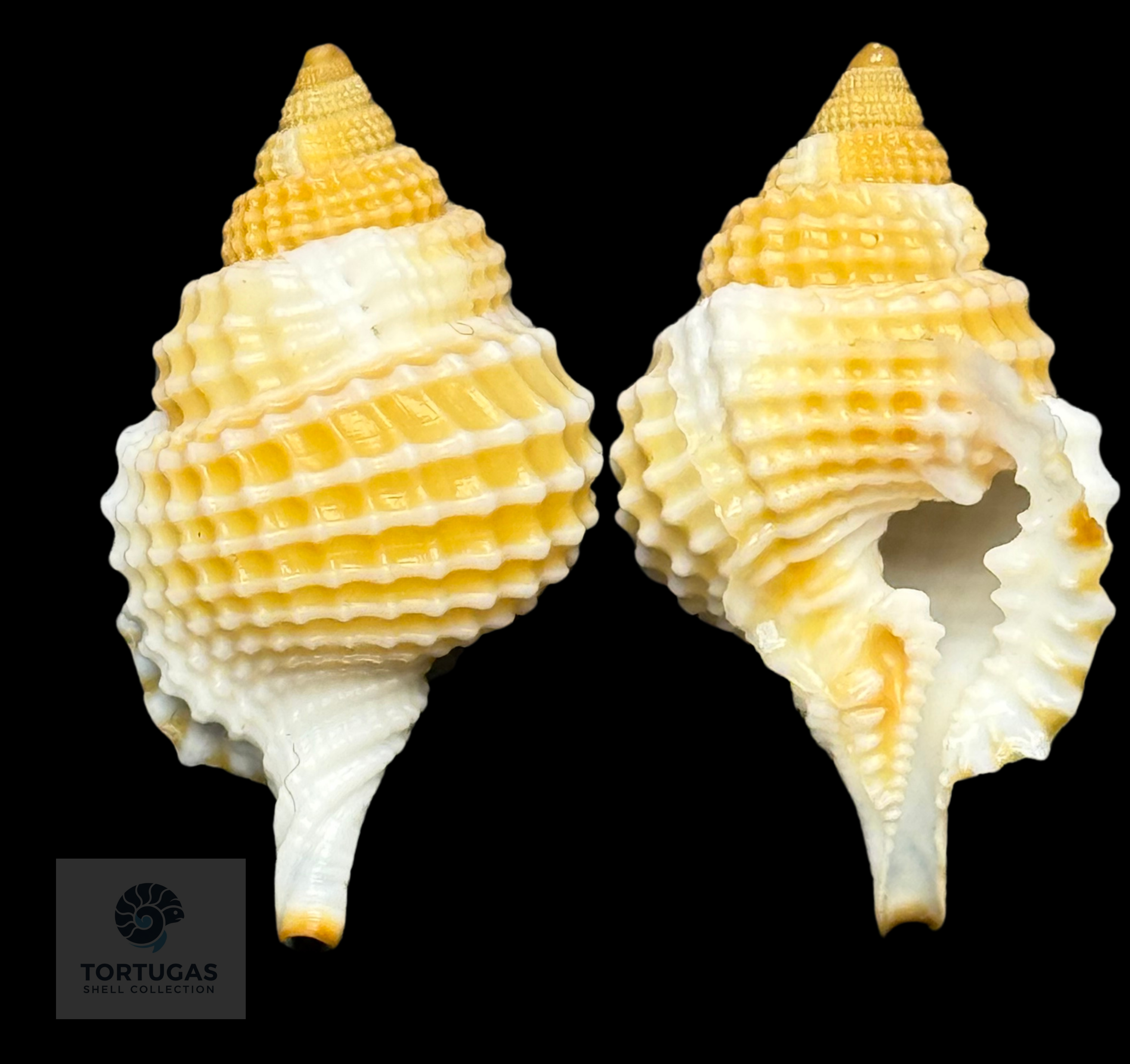 Distorsio clathrata (Lamarck, 1816) – 33.5 mm – Dry Tortugas – TSC