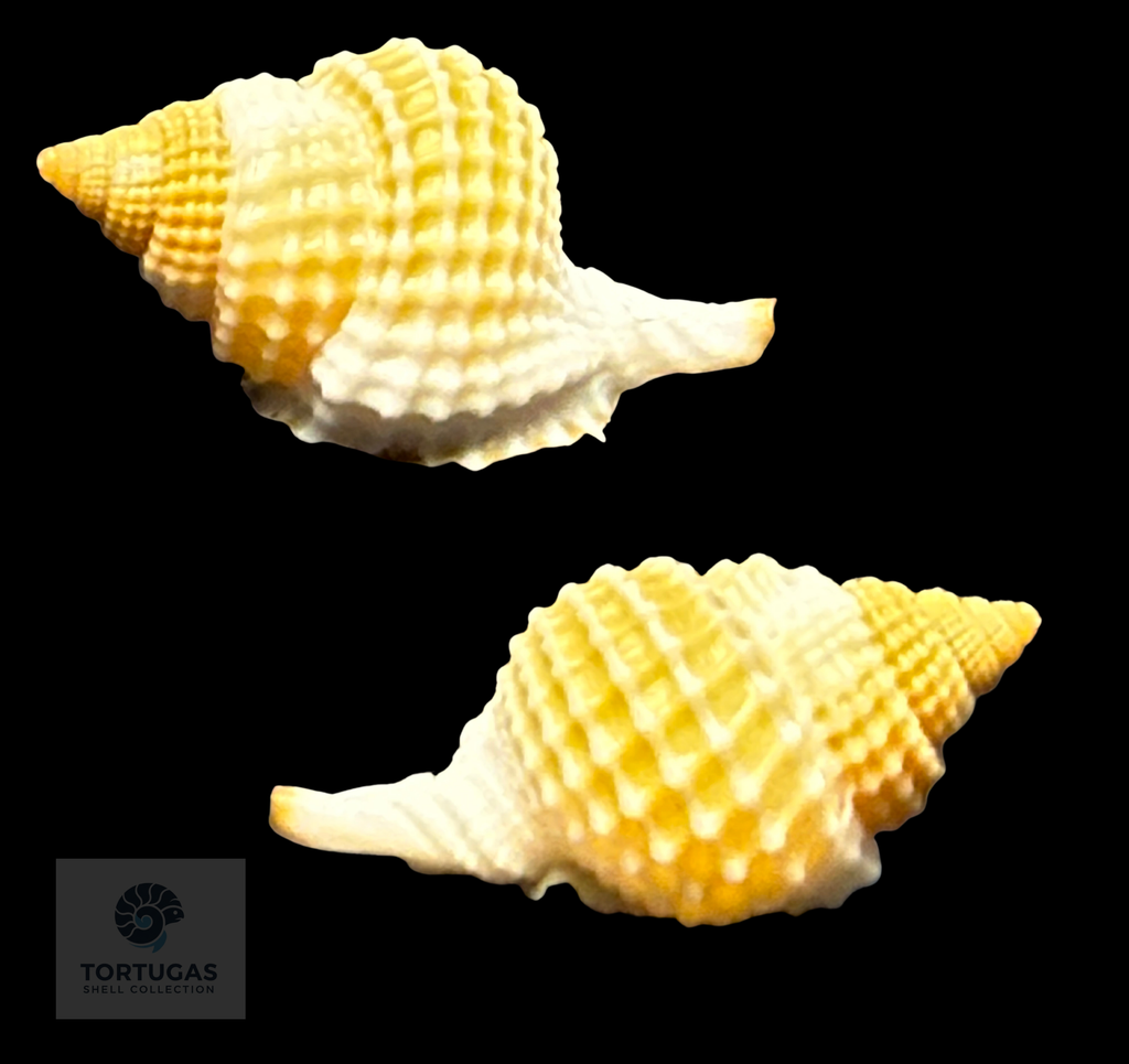 Distorsio clathrata (Lamarck, 1816) – 33.5 mm – Dry Tortugas – TSC