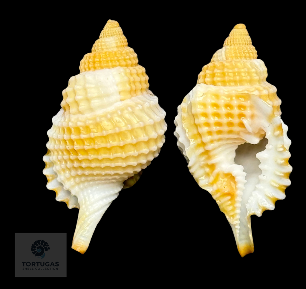 Distorsio clathrata (Lamarck, 1816) – 34.5 mm – Dry Tortugas – TSC